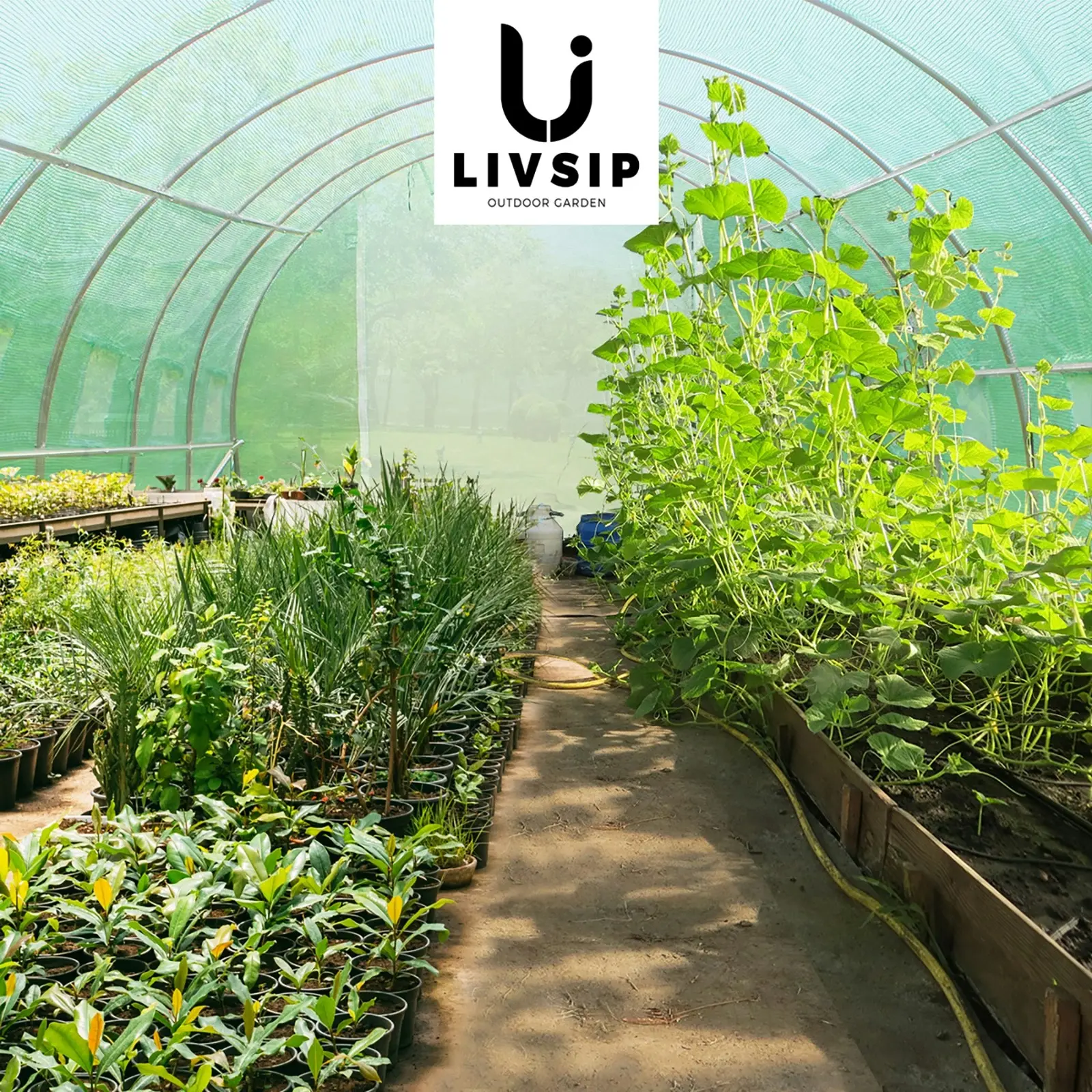 Livsip Greenhouse 6X3X2M Garden Shed Tunnel Green House Walk in Storage Plant