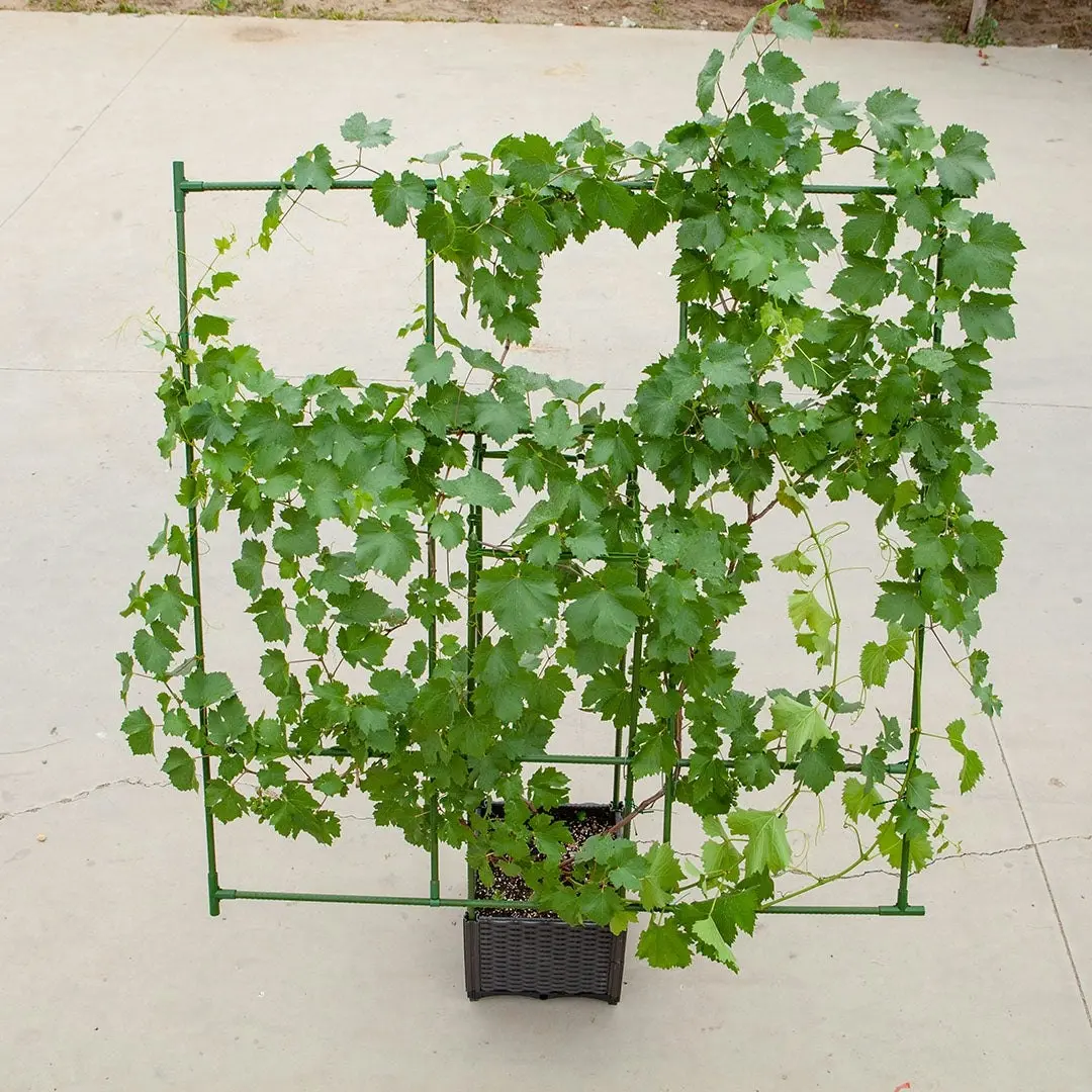 Soga 160cm Rectangular Inclined Plant Frame Tube Pergola Trellis Vegetable Flower Herbs Outdoor Vine Support Garden Rack