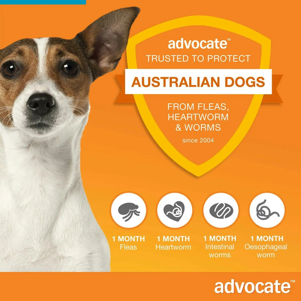 Advocate(TM) Fleas, Heartworm & Worms for Medium Dogs 4 - 10kg - 3 Pack