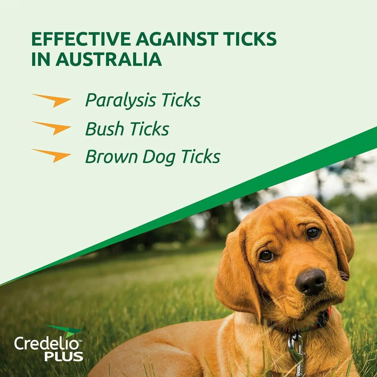 Credelio(TM) PLUS Ticks, Fleas, Mites, Heartworm & Worms for Small Dogs 2.8 - 5.5 kg - 3 Pack