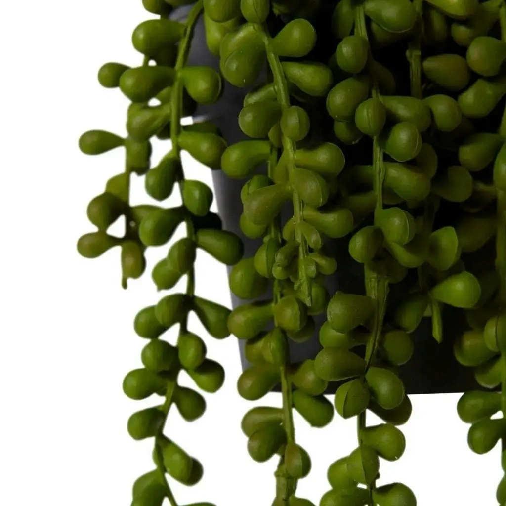 Elme String of Pearls Potted - Green - 14x14x23cm