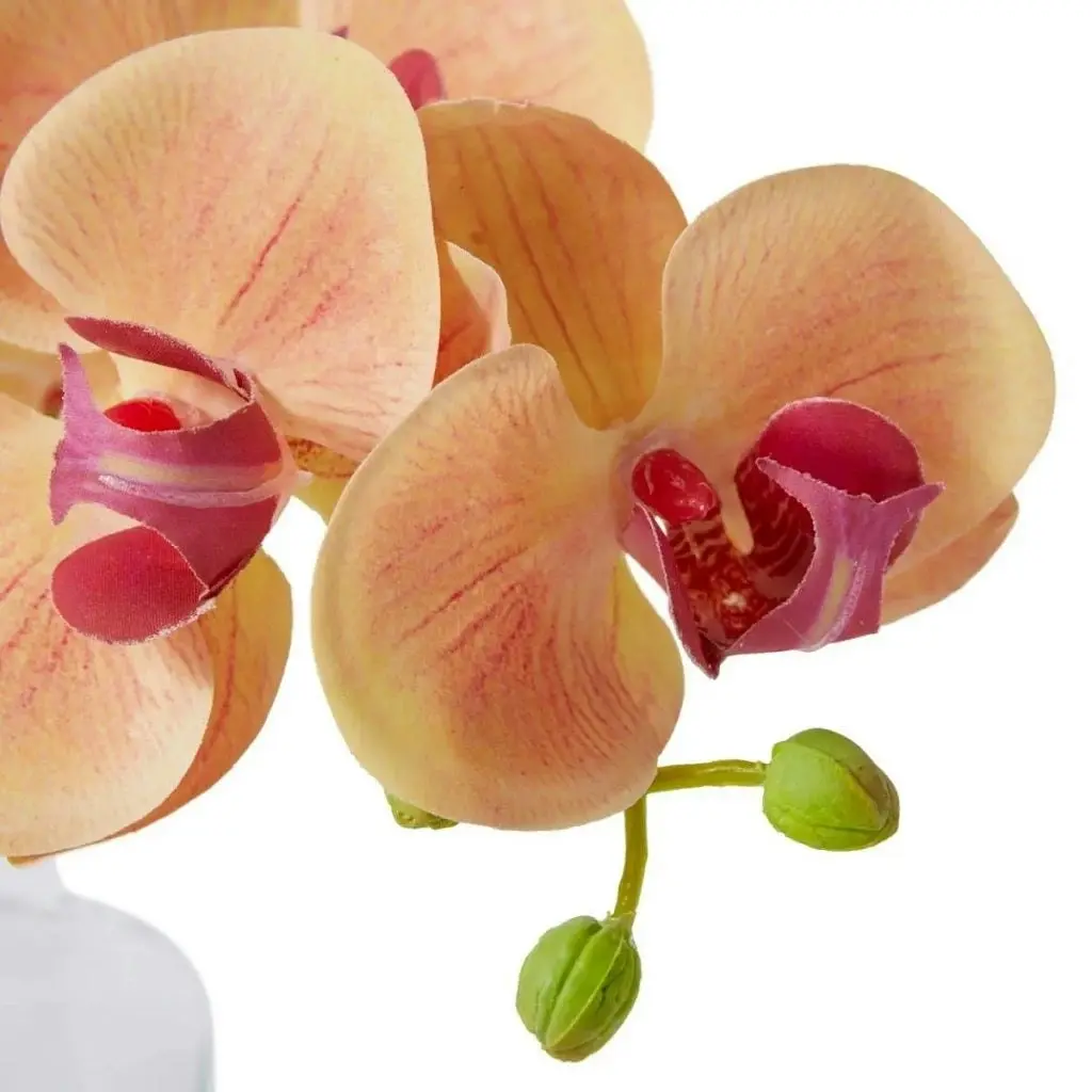 Elme Phalaenopsis Orchid in Vase - Apricot - 25x10x20cm