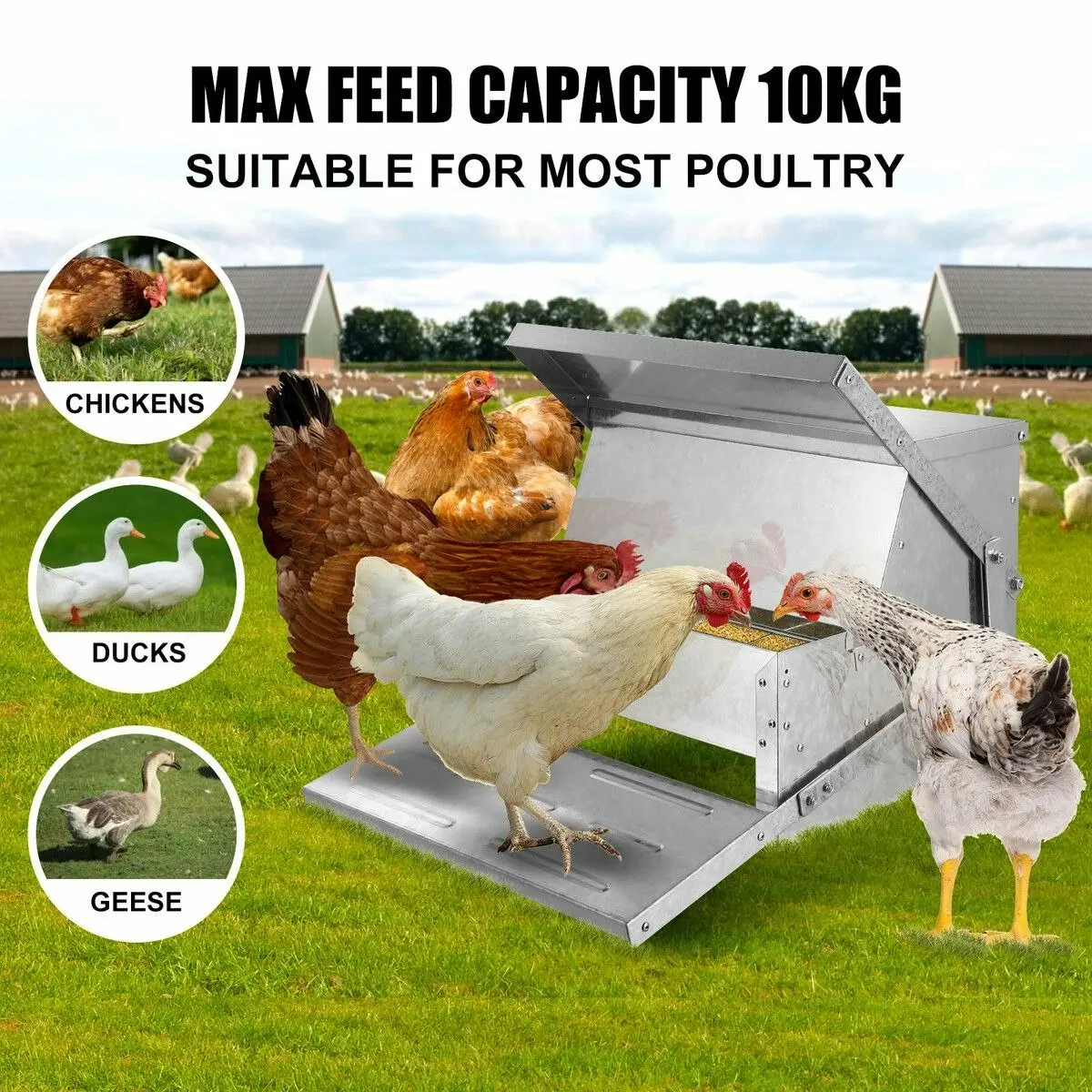 Pet Scene Auto Chicken Feeder Automatic Poultry Chook Food Feeding Treadle Spillproof Galvanized Steel Self Opening 10L