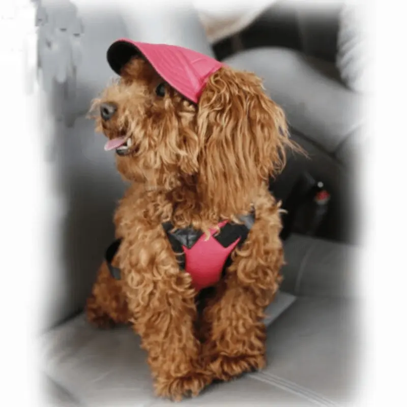 Dog Baseball Cap Outdoor Pet Sun Hat Summer Canvas Visor Puppy S Size