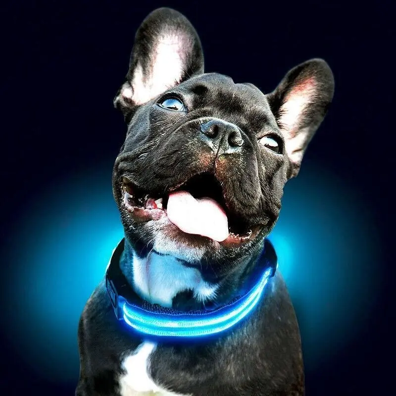 M Size USB Rechargeable LED Dog Collar Nylon Glow Flashing Light Up Safety