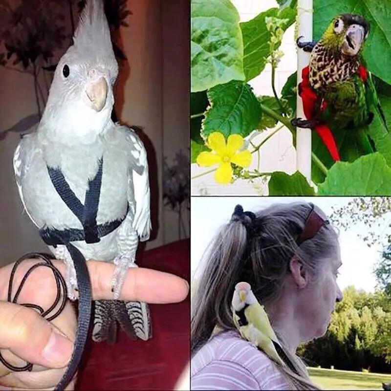 S Pet Parrot Bird Harness Lead Leash Flying Training Rope Cockatiel Outdoor