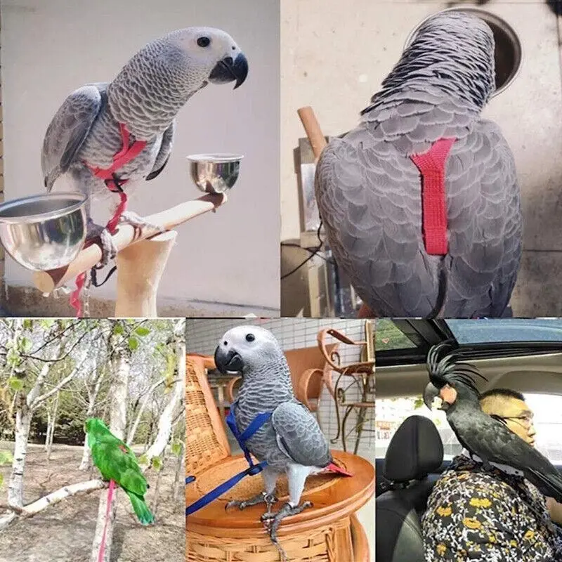 S Pet Parrot Bird Harness Lead Leash Flying Training Rope Cockatiel Outdoor