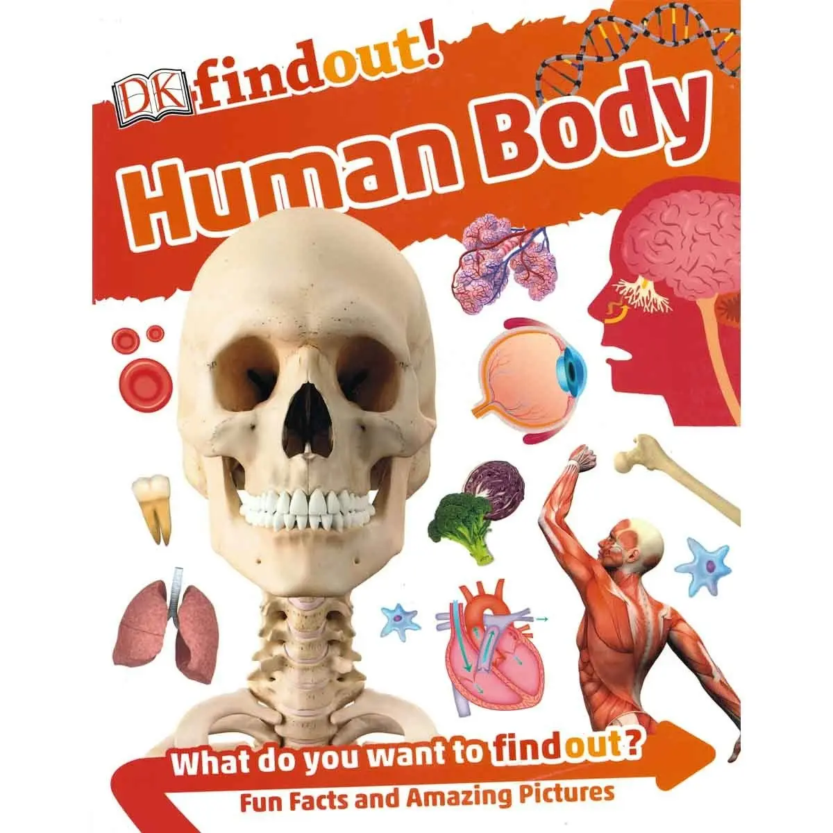 Promotional Dk Findout! Human Body