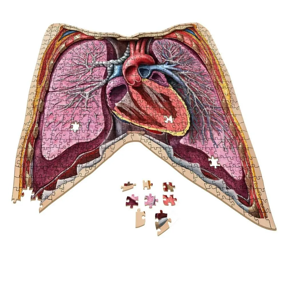 Dr. Livingston's Anatomy Jigsaw Puzzle: The Human Thorax