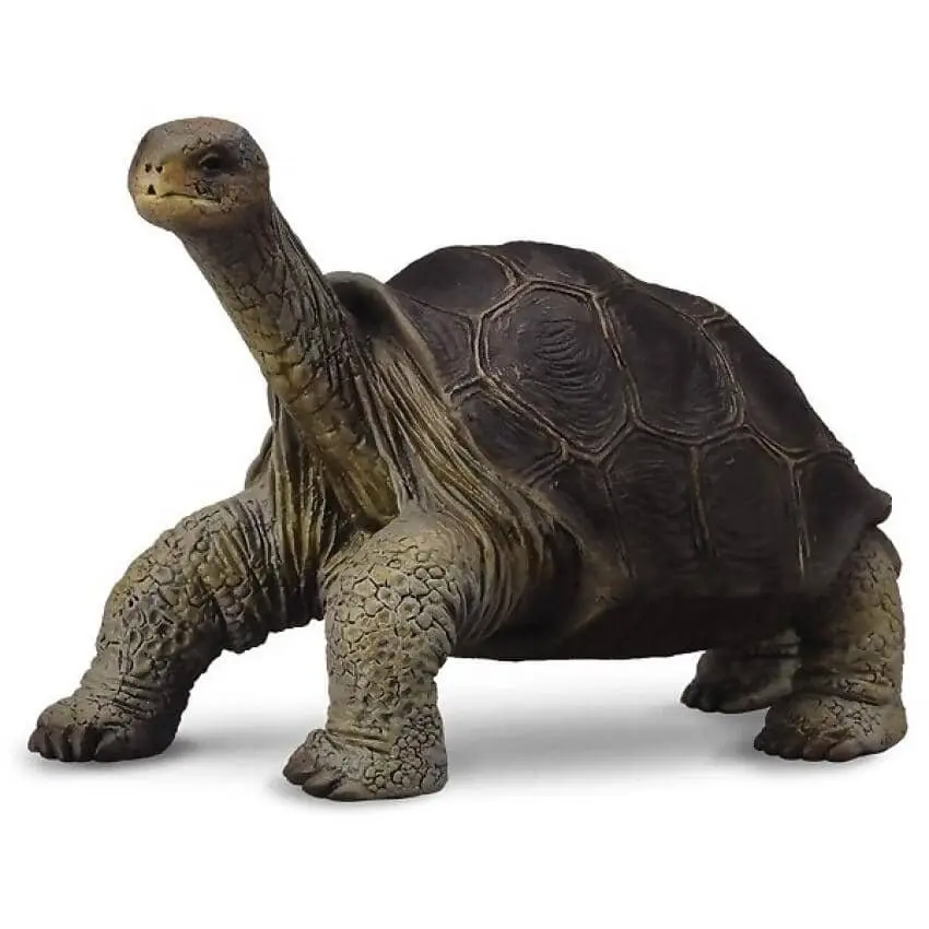 Collecta - Tortoise Pinta Island Tortoise Figurine