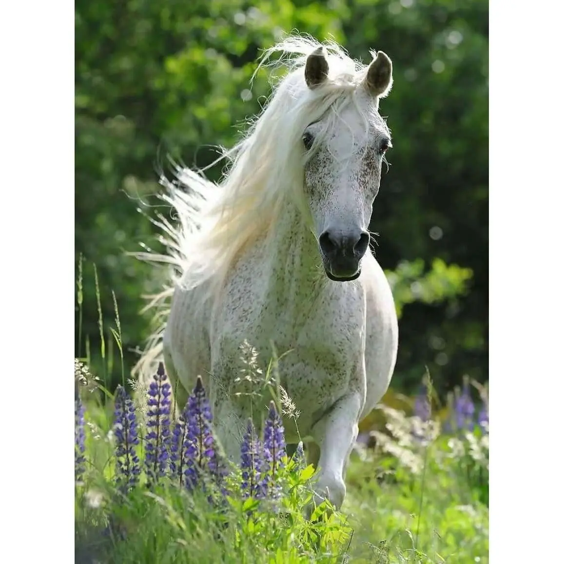 Ravensburger - White Mare Horse In Field Of Flowers Jigsaw Puzzle 100 Pieces