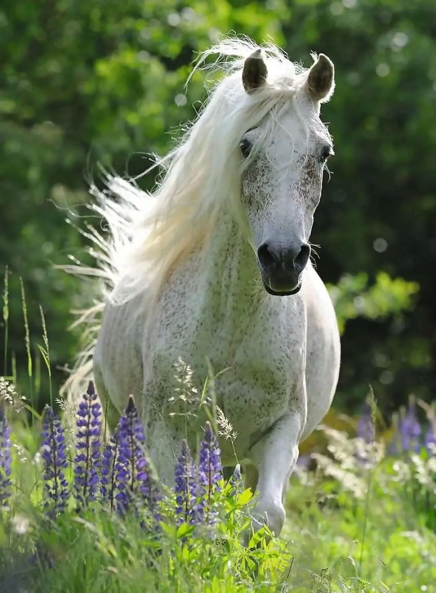 Ravensburger - White Mare Horse In Field Of Flowers Jigsaw Puzzle 100 Pieces