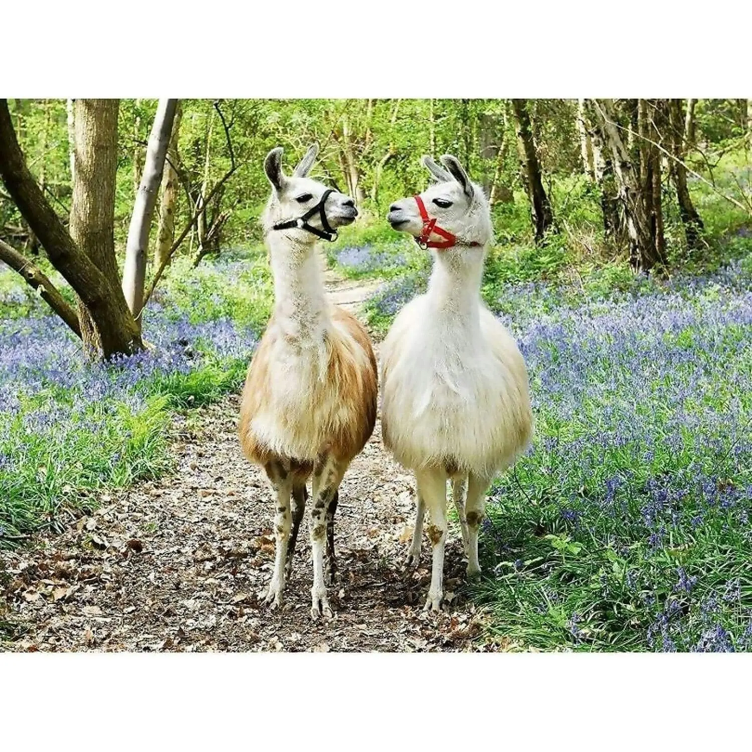 Ravensburger - Llama Love Jigsaw Puzzle 100 Pieces