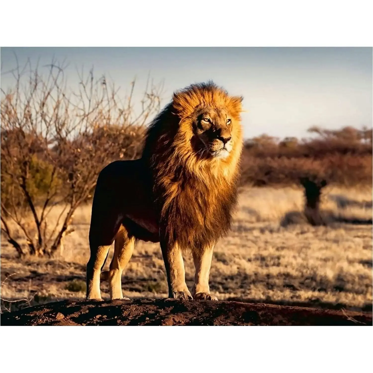 Ravensburger - The Lion King Of The Beasts Jigsaw Puzzle 1500 Pieces