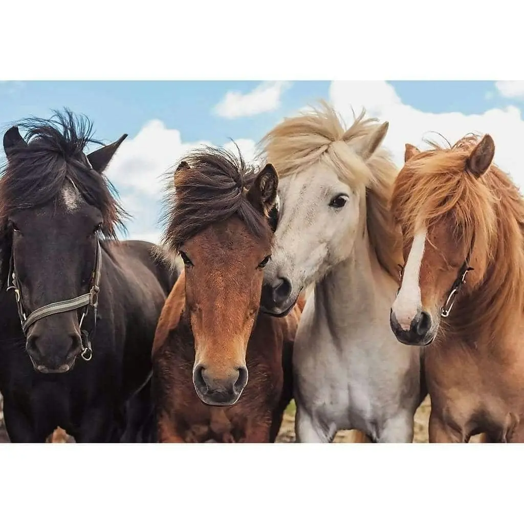 Ravensburger - Horse Friends Jigsaw Puzzle 2x24 Pieces