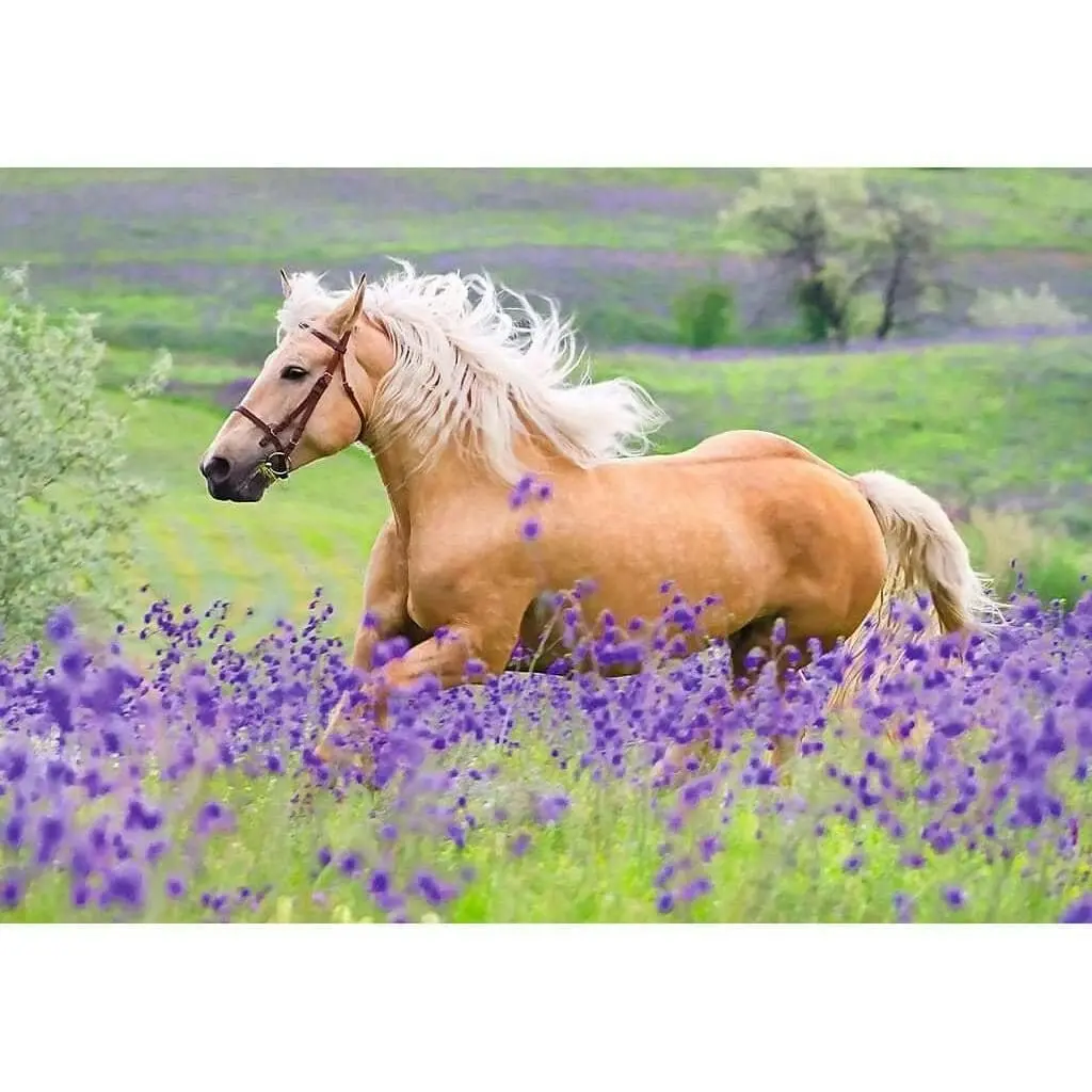 Ravensburger - Horse Friends Jigsaw Puzzle 2x24 Pieces