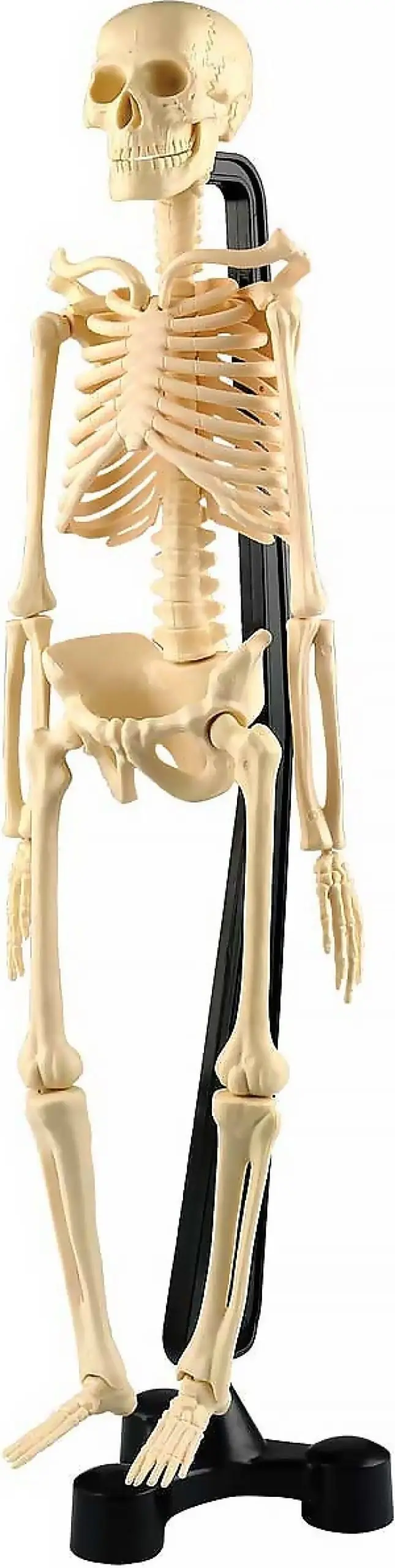 Australian Geographic - Mini Skeleton 46cm