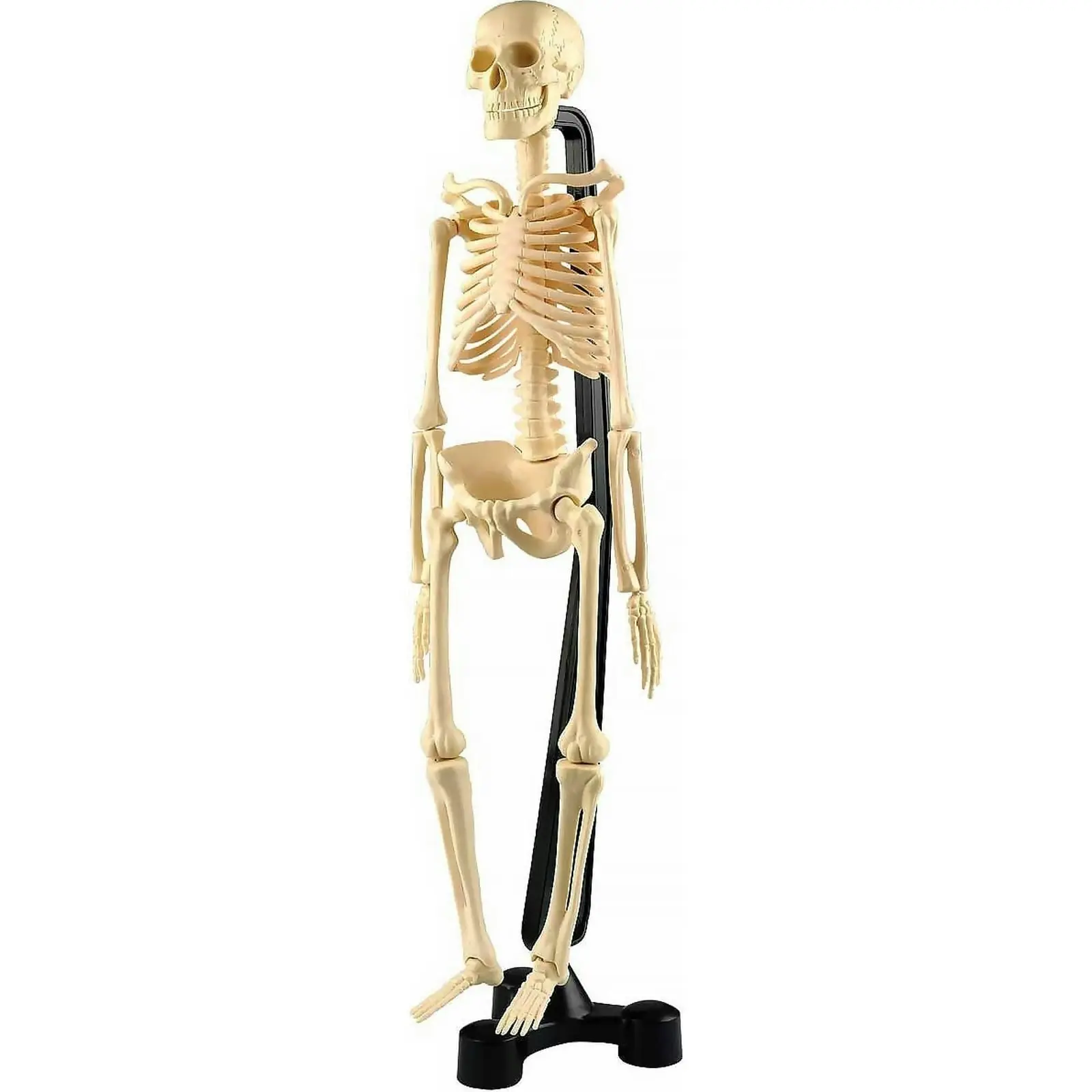 Australian Geographic - Mini Skeleton 46cm