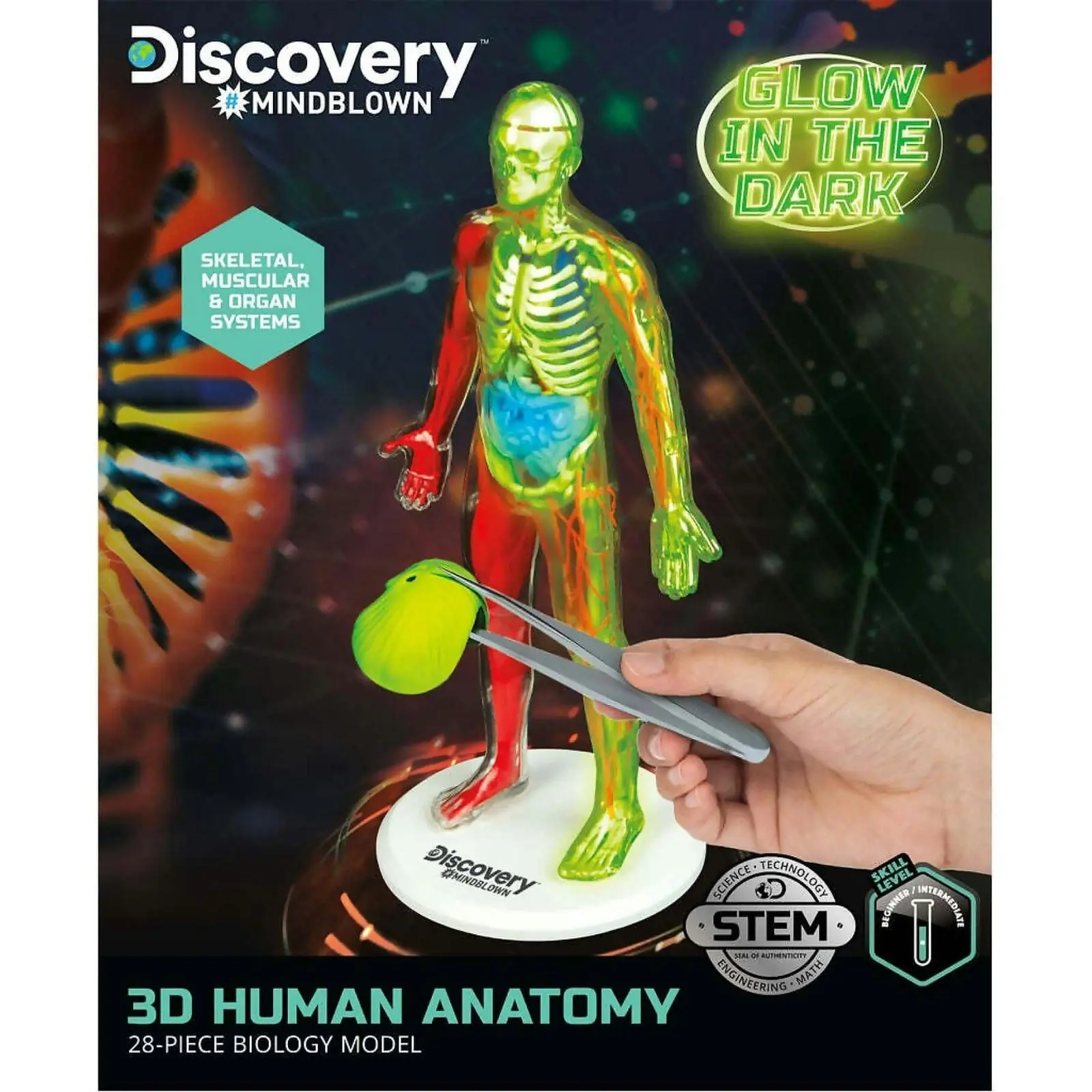 Discovery Mindblown 3d Human Anatomy 28-piece Biology Model