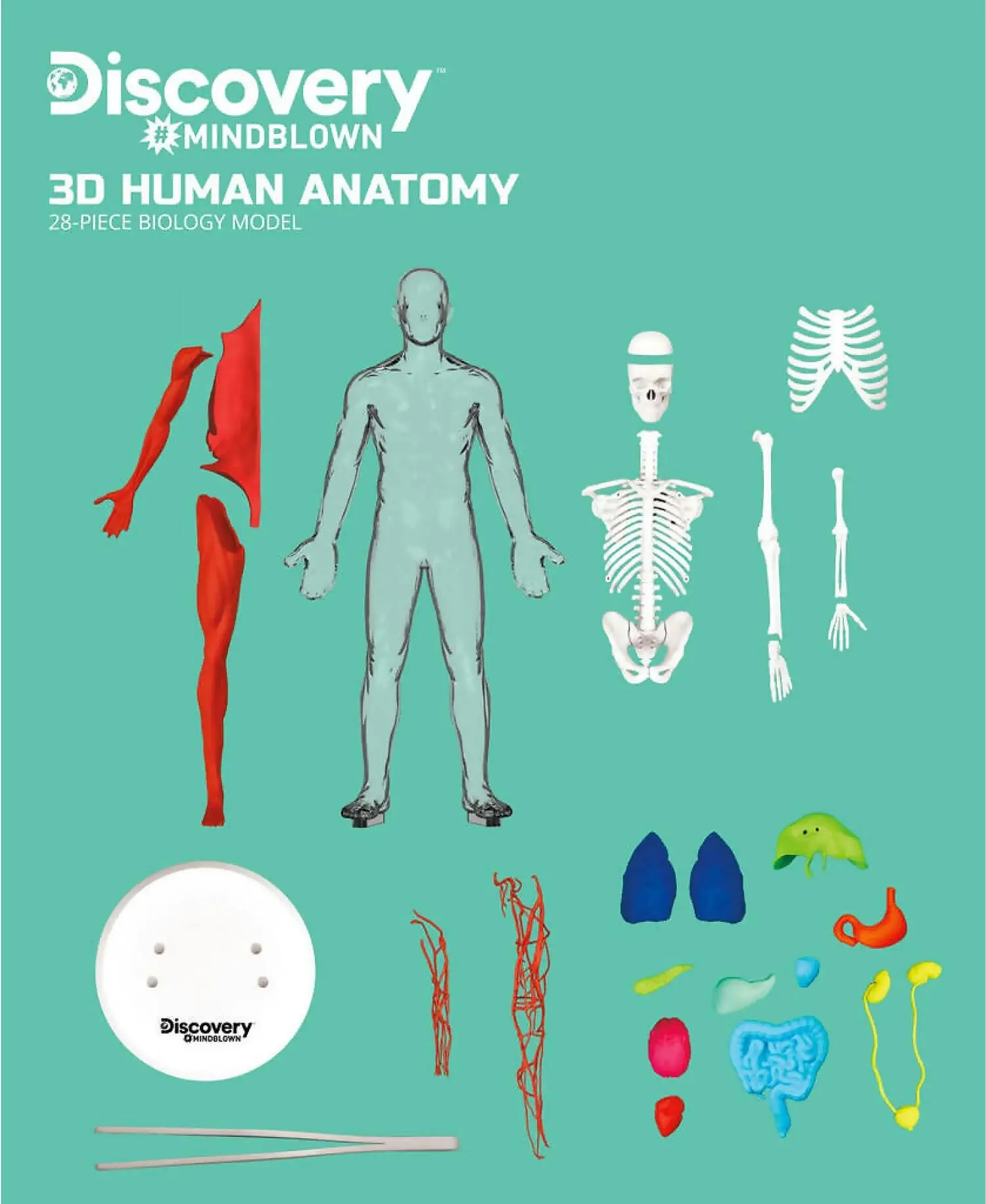 Discovery Mindblown 3d Human Anatomy 28-piece Biology Model