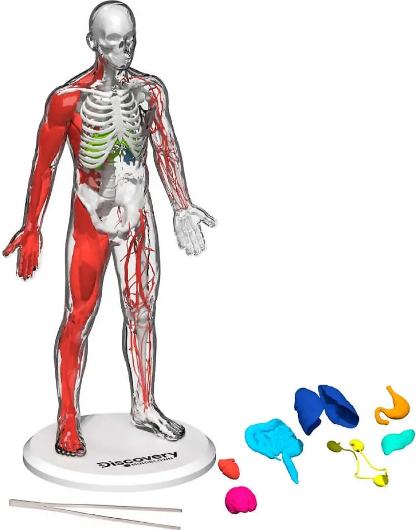 Discovery Mindblown 3d Human Anatomy 28-piece Biology Model