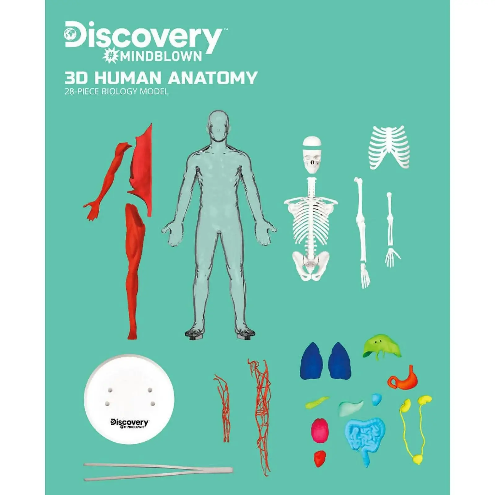 Discovery Mindblown 3d Human Anatomy 28-piece Biology Model