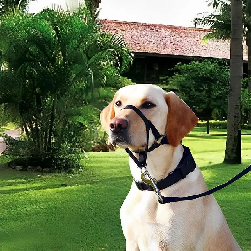 Blue Dog Training Head Collar Halter Stop Pulling Training Tool Harness Strap Leader