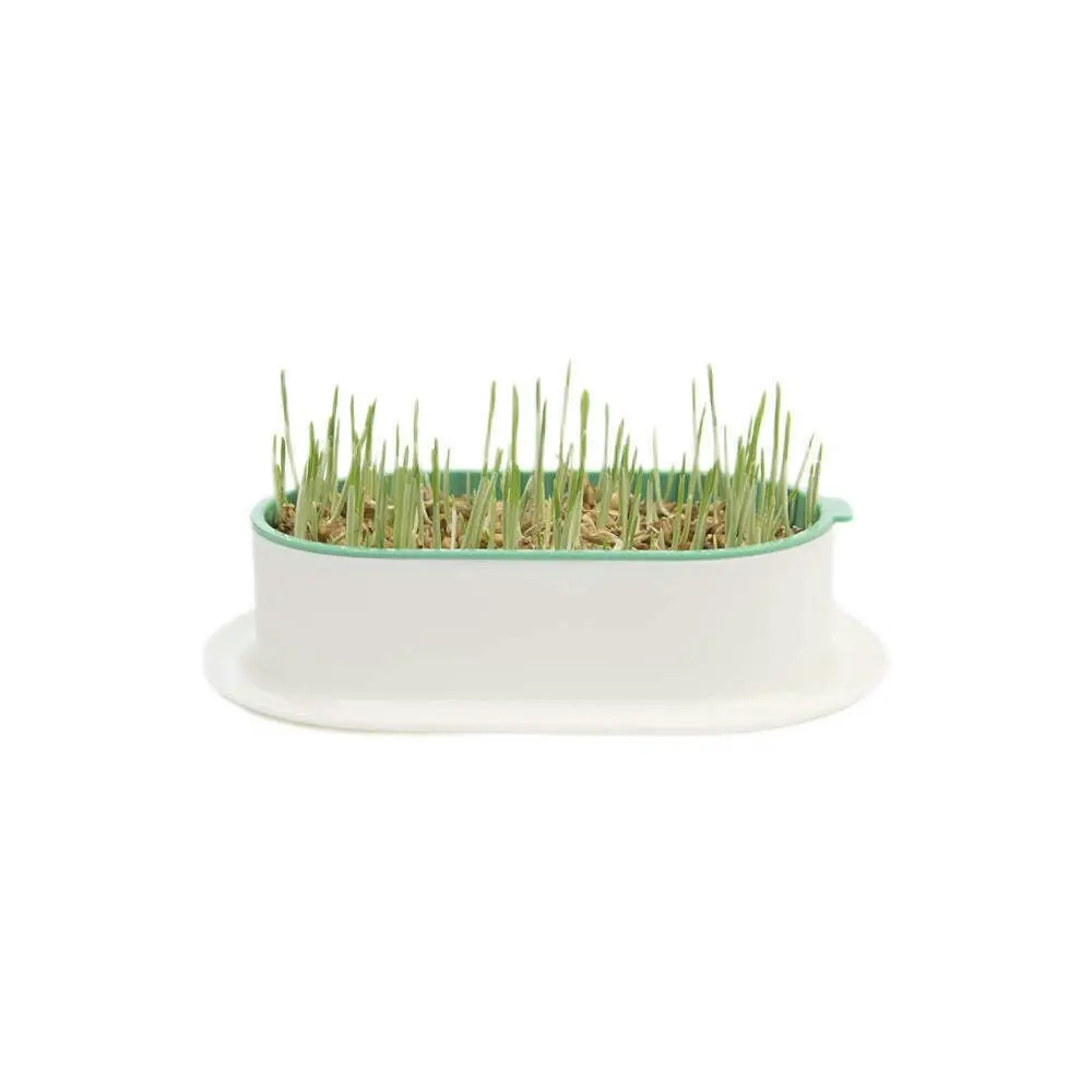 2x Zodiac Soilless Wheatgrass Growing Kit Pet/Cat Feed Healthy Grass Snack Green