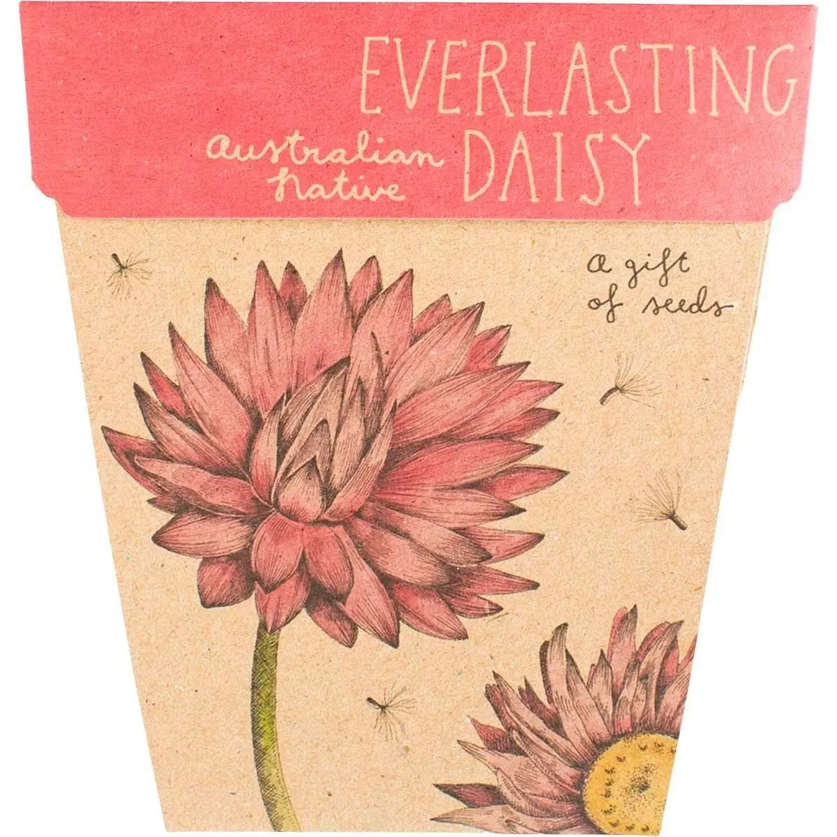 SOW 'N SOW Gift Of Seeds Everlasting Daisy 1