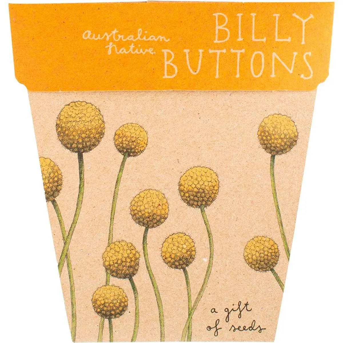 SOW 'N SOW Gift Of Seeds Billy Buttons 1