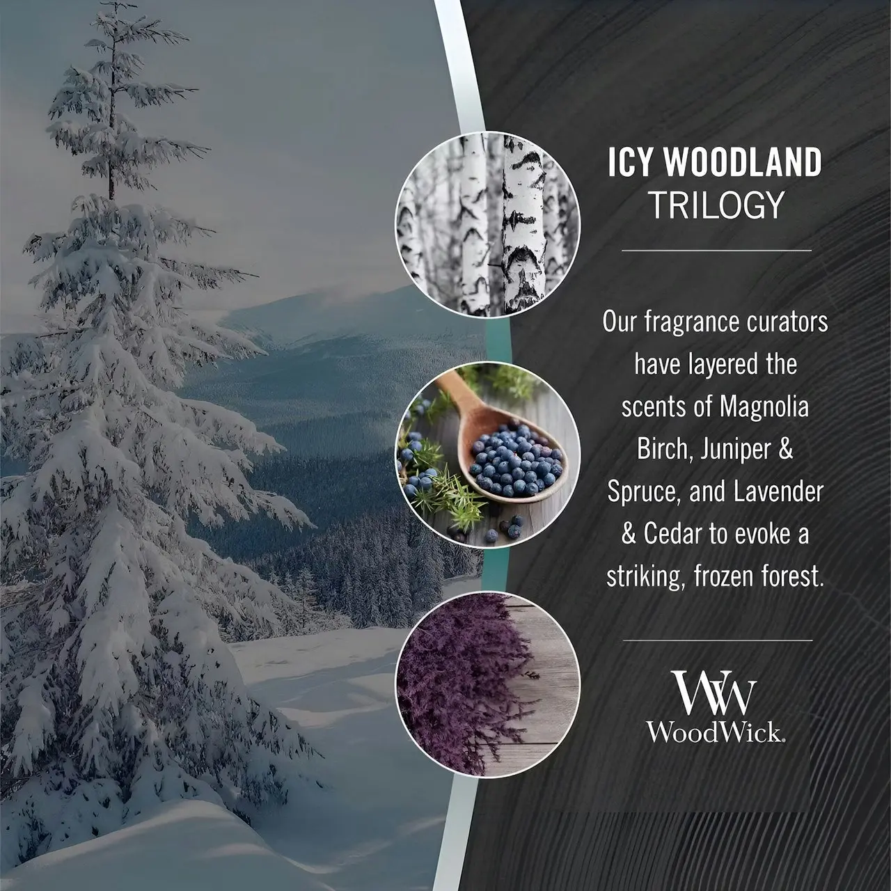 WoodWick Medium Icy Woodland Trilogy Scented Candle