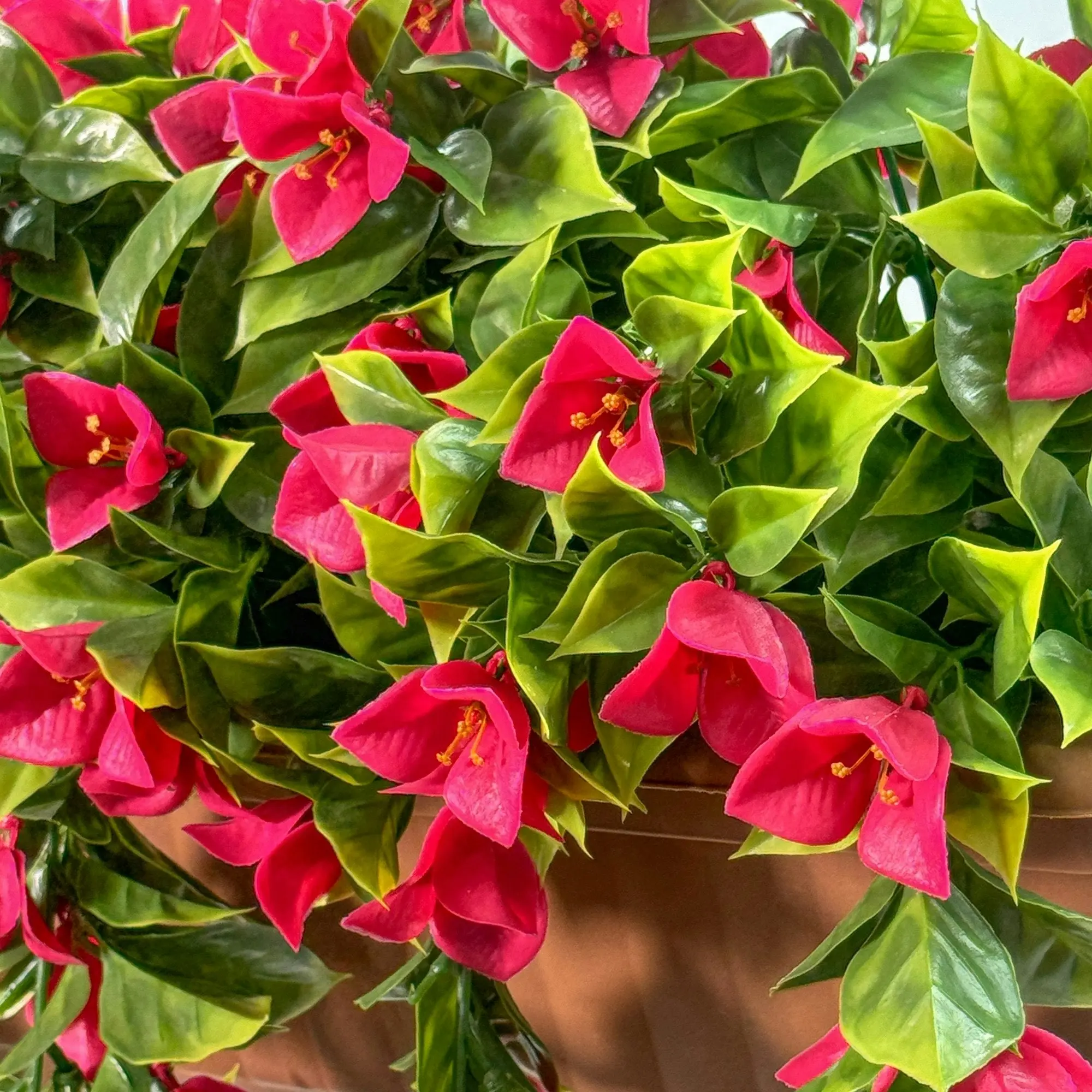 Balcony Hanging Planters - Bougainvillea - Pink 50cm Outdoor