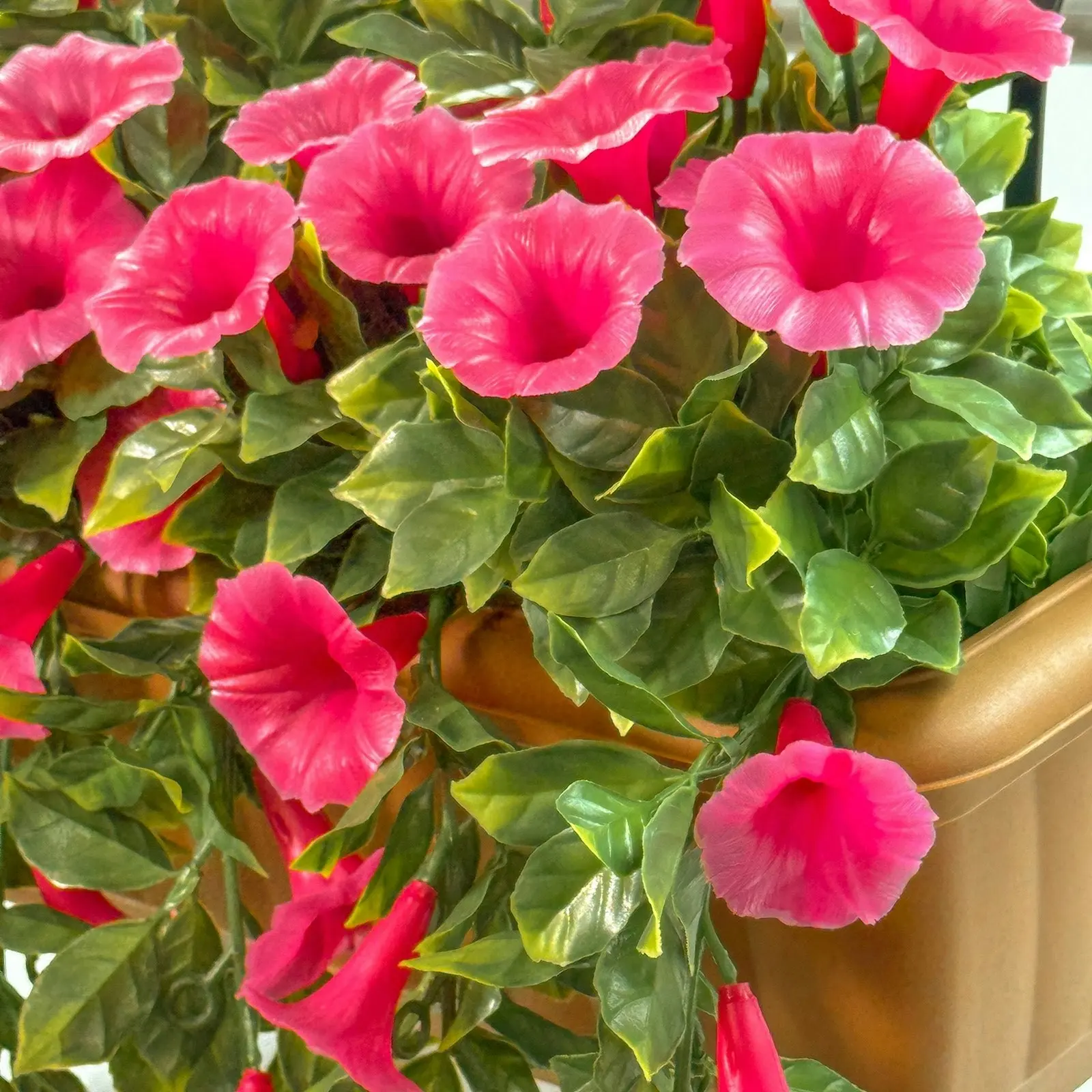 Balcony Hanging Planters - Petunia (Morning Glory) - Pink 50cm Outdoor