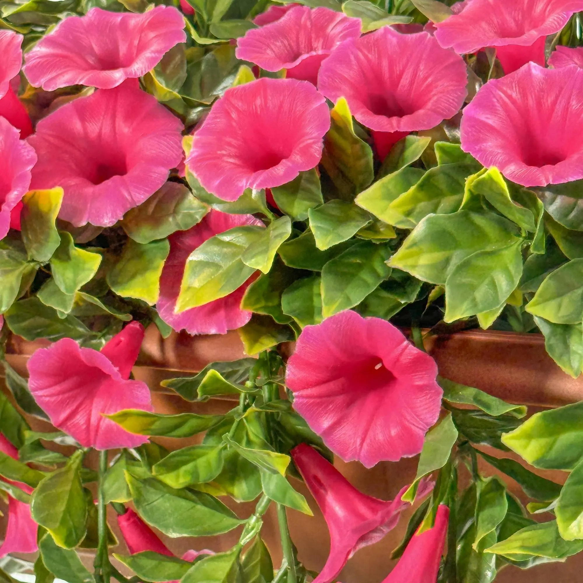 Balcony Hanging Planters - Petunia (Morning Glory) - Pink 50cm Outdoor