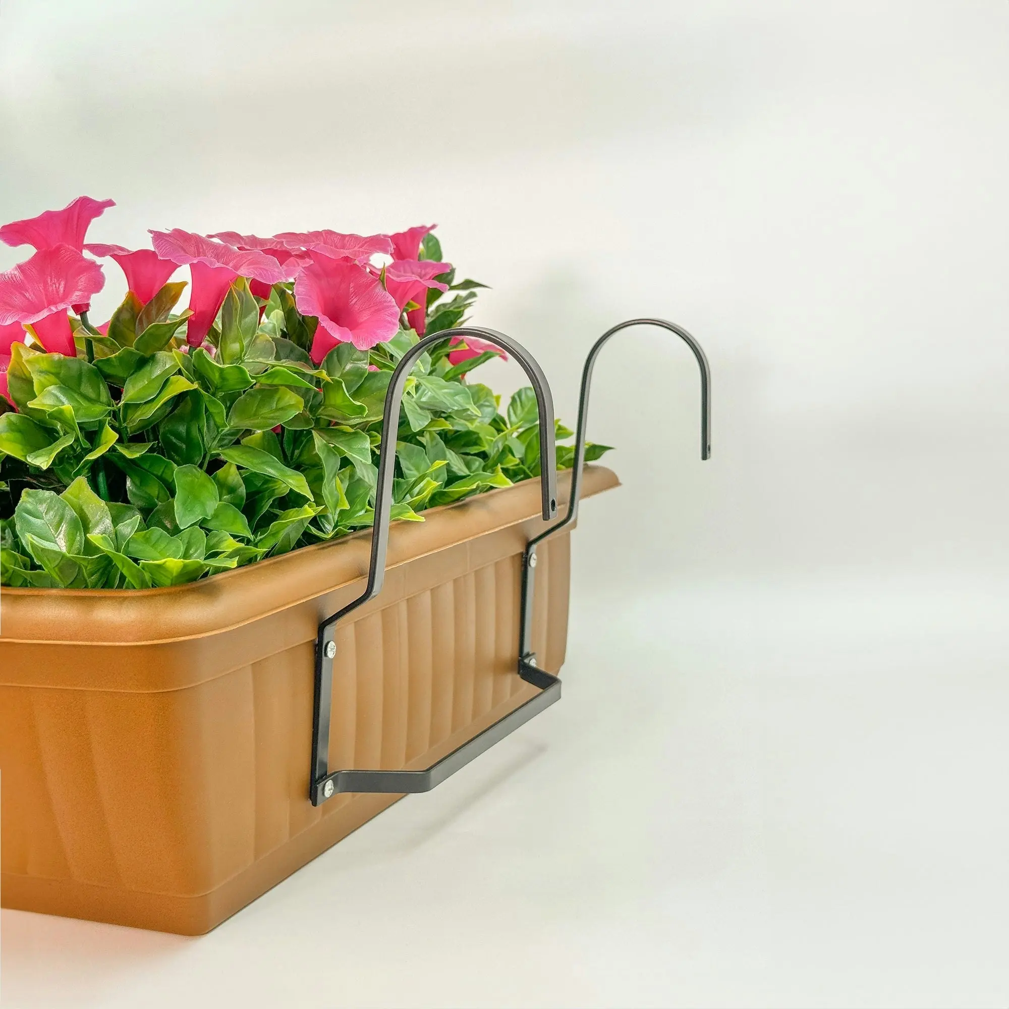 Balcony Hanging Planters - Petunia (Morning Glory) - Pink 50cm Outdoor