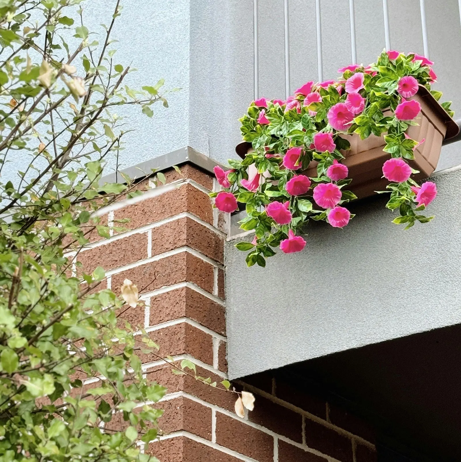 Balcony Hanging Planters - Petunia (Morning Glory) - Pink 50cm Outdoor