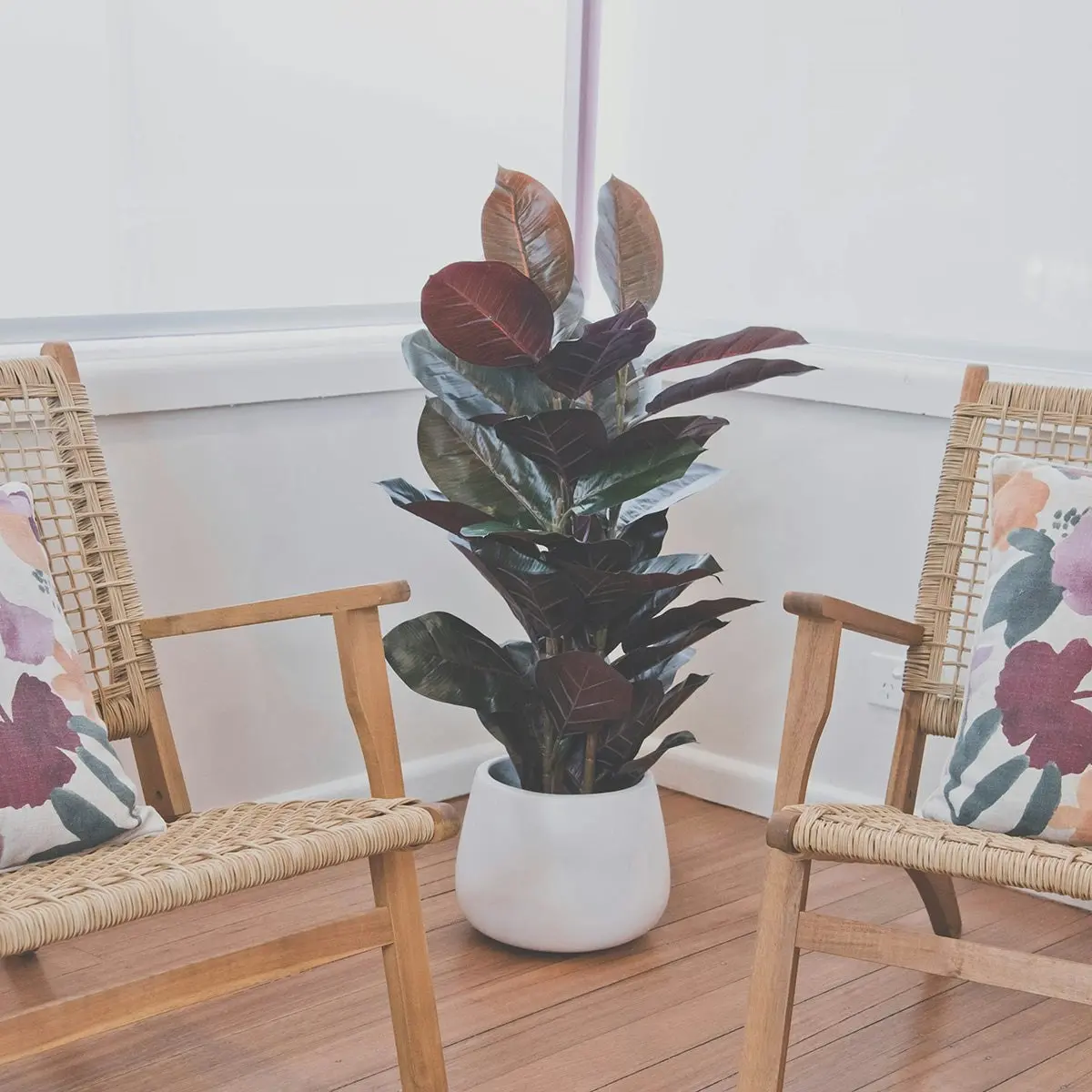 Artificial Burgundy Rubber Plant 90cm