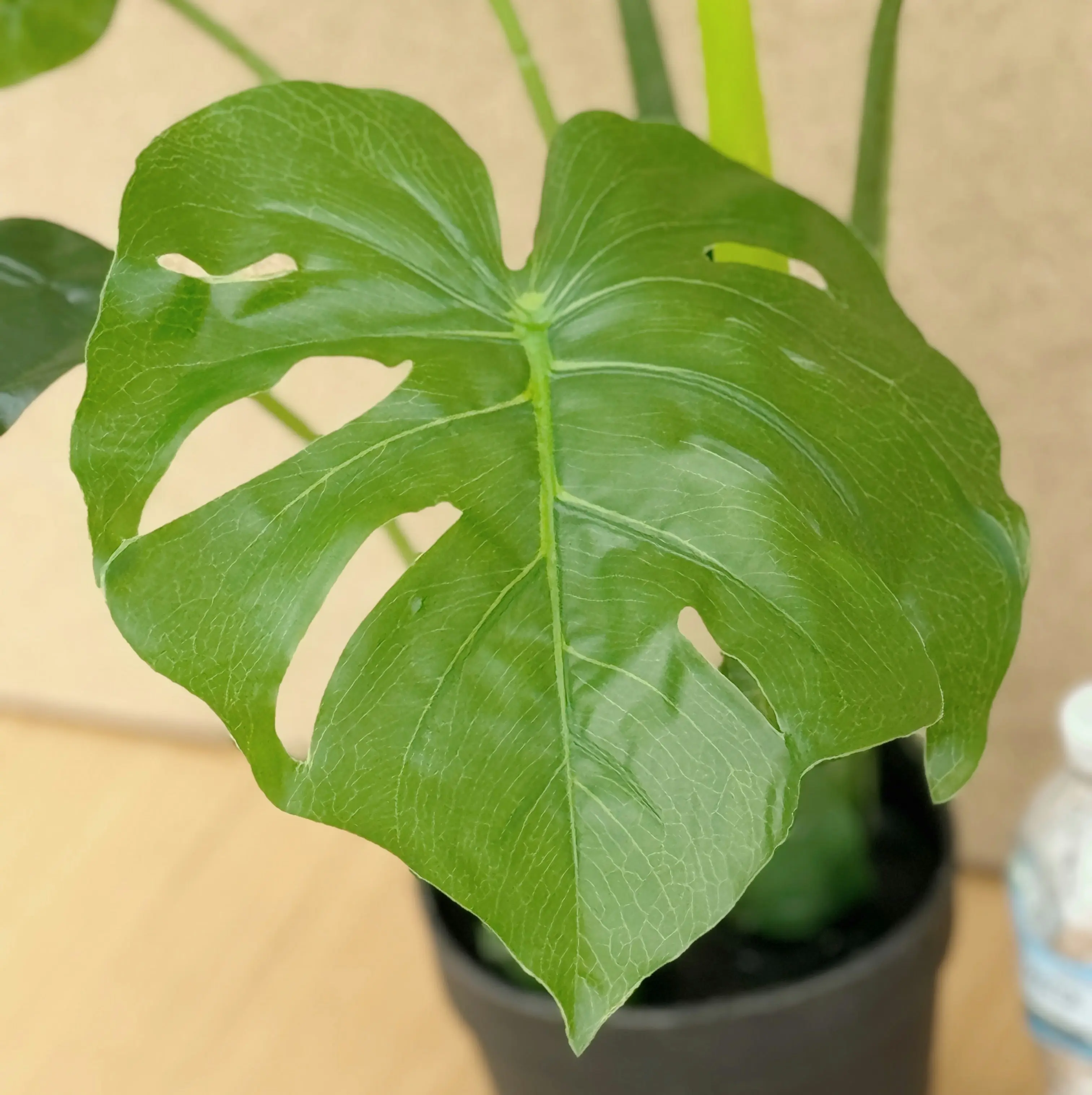 Artificial Monstera Plant 70cm