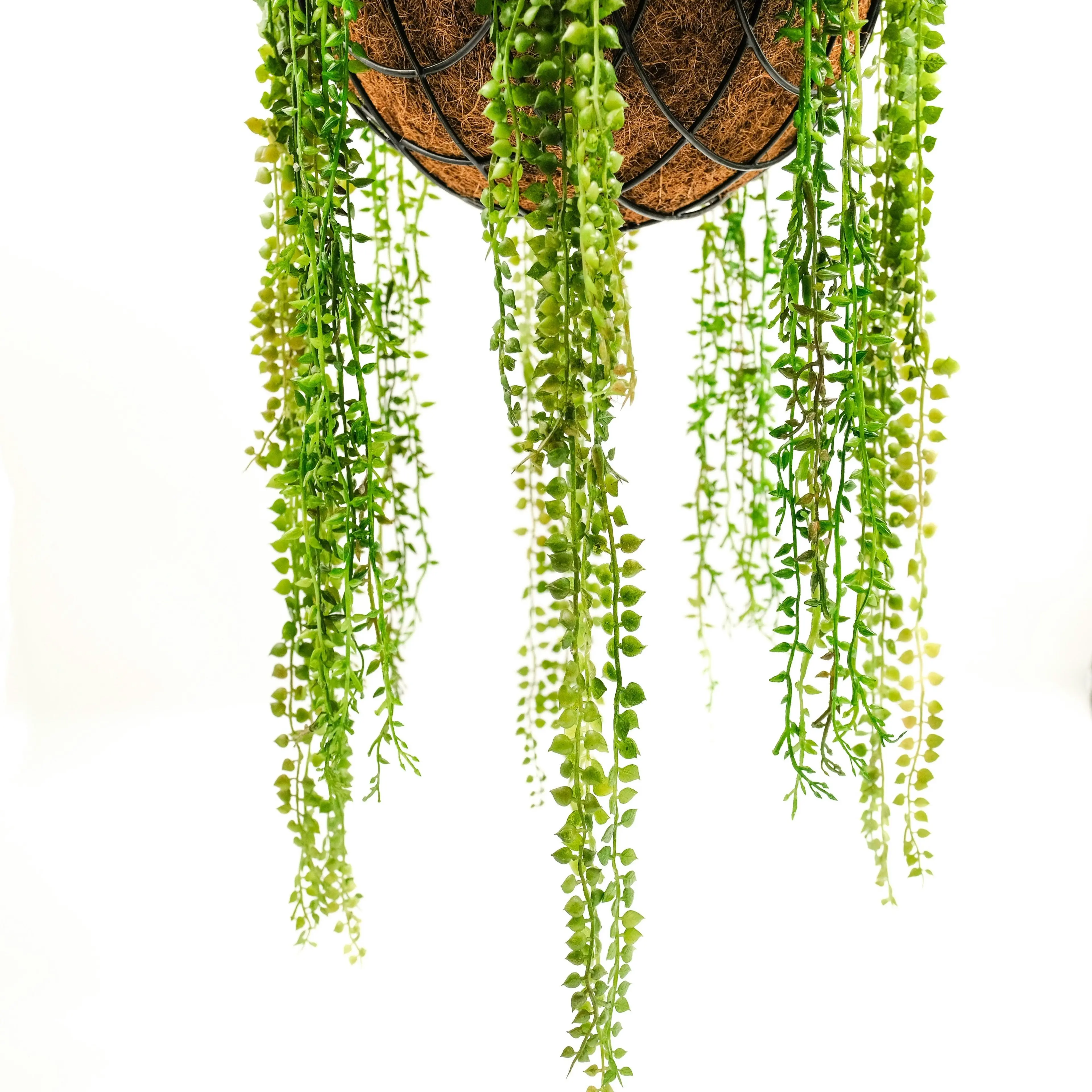 Artificial String Of Pearls with Hanging Basket 50cm