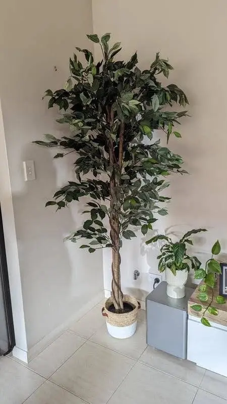 Artificial Ficus Tree 180cm