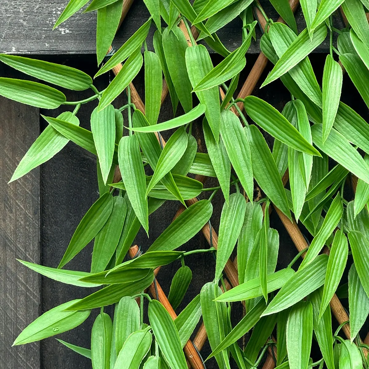 Expanding Trellis - Artificial Bamboo leaves Outdoor 180 x 90cm