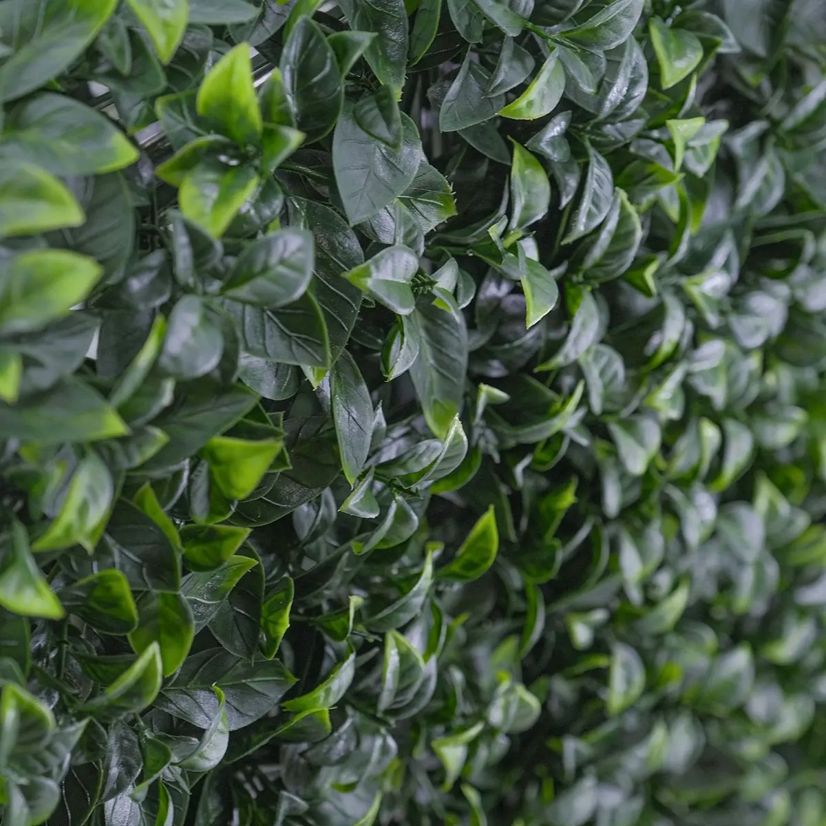 Freestanding Artificial Hedge - Pittosporum 100x50cm