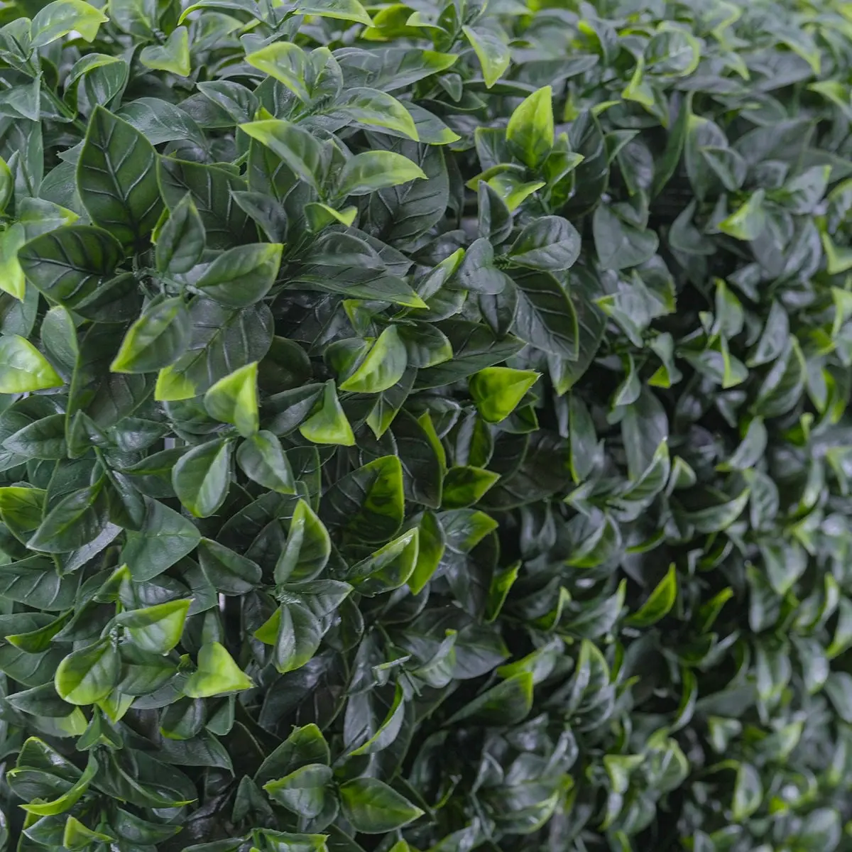 Freestanding Artificial Hedge - Pittosporum 100x50cm