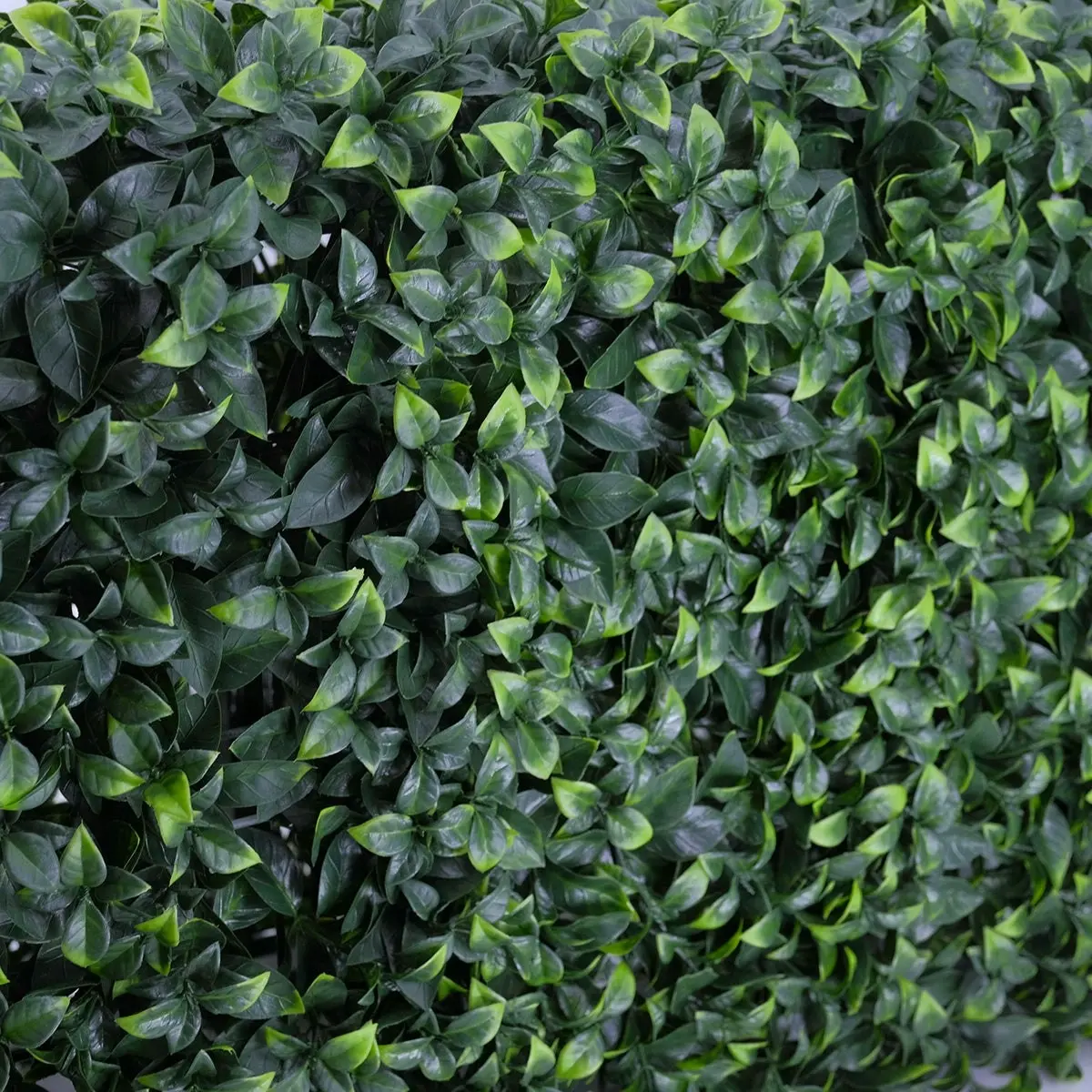 Freestanding Artificial Hedge - Pittosporum 100x50cm