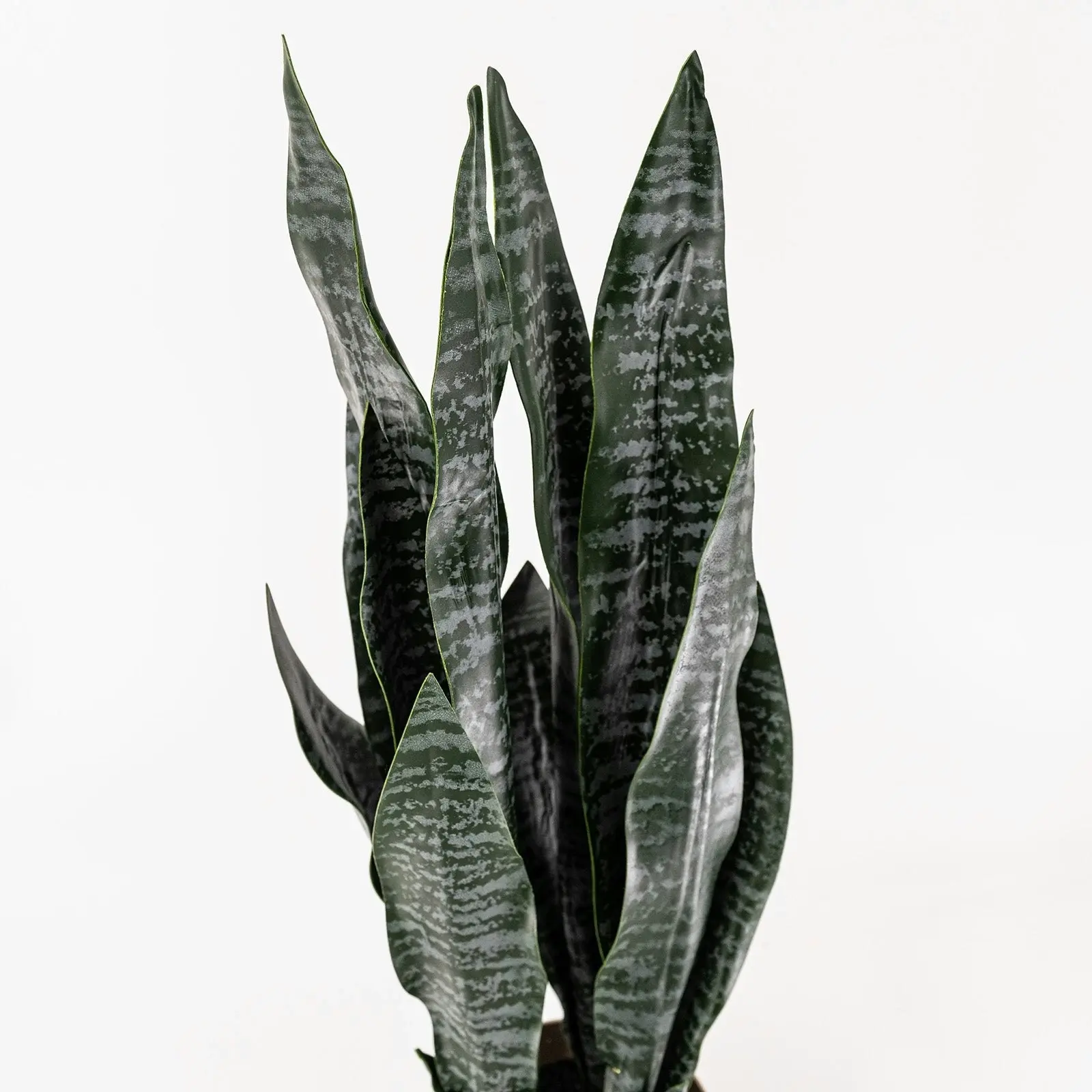 Artificial Plant - Sansevieria 65cm