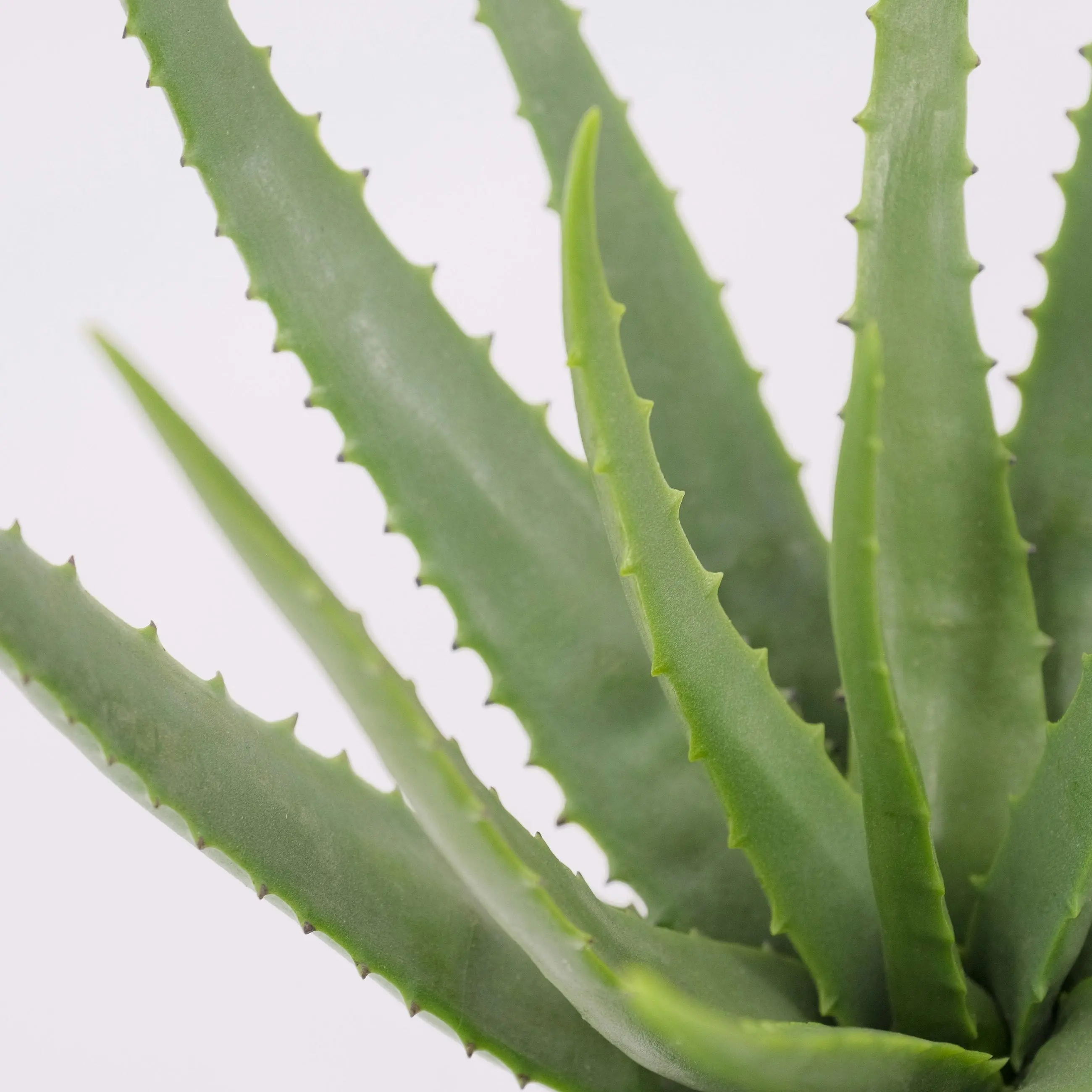 Artificial Aloe Plant - 45cm