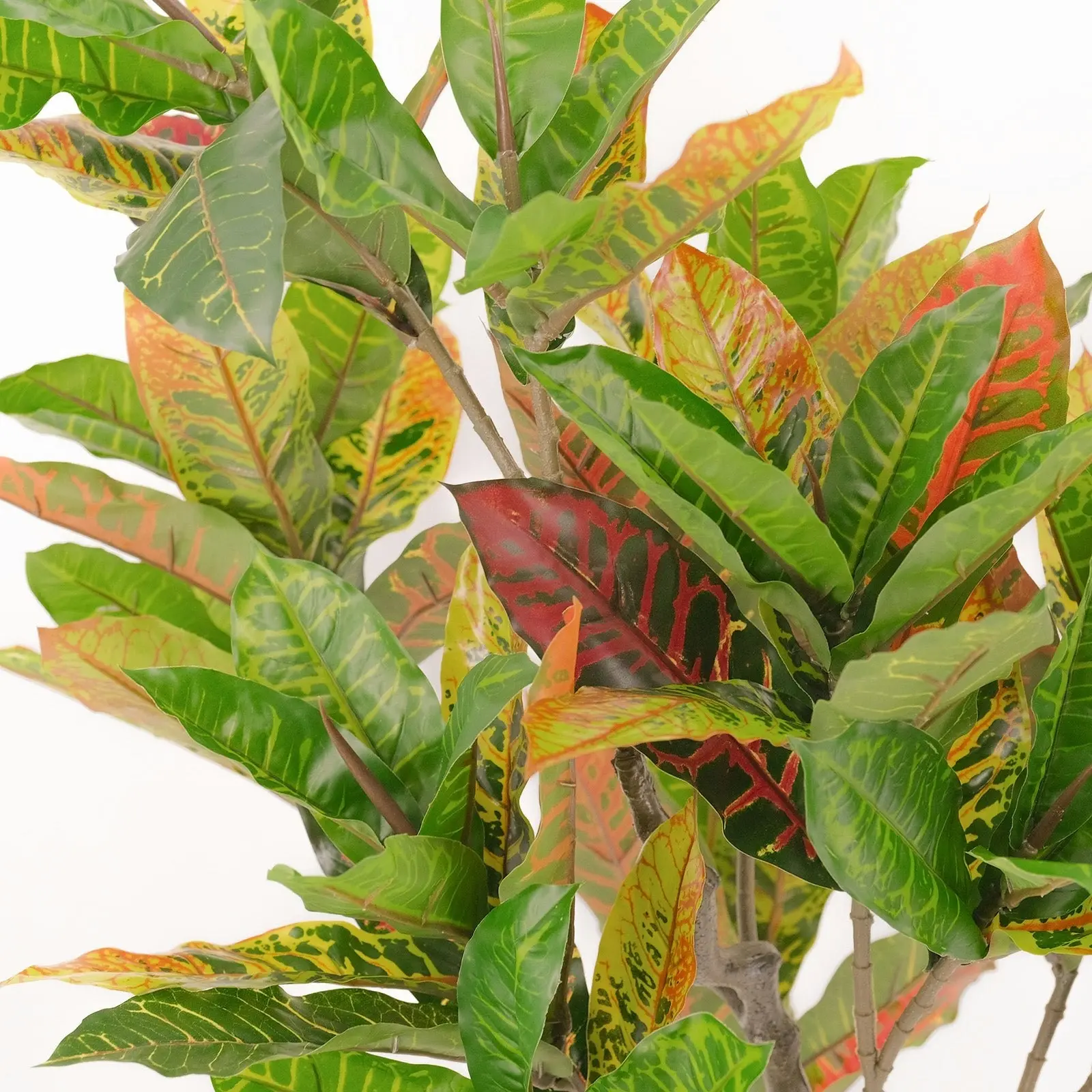 Large Artificial Plants - Petra Croton (Banyan) 125cm