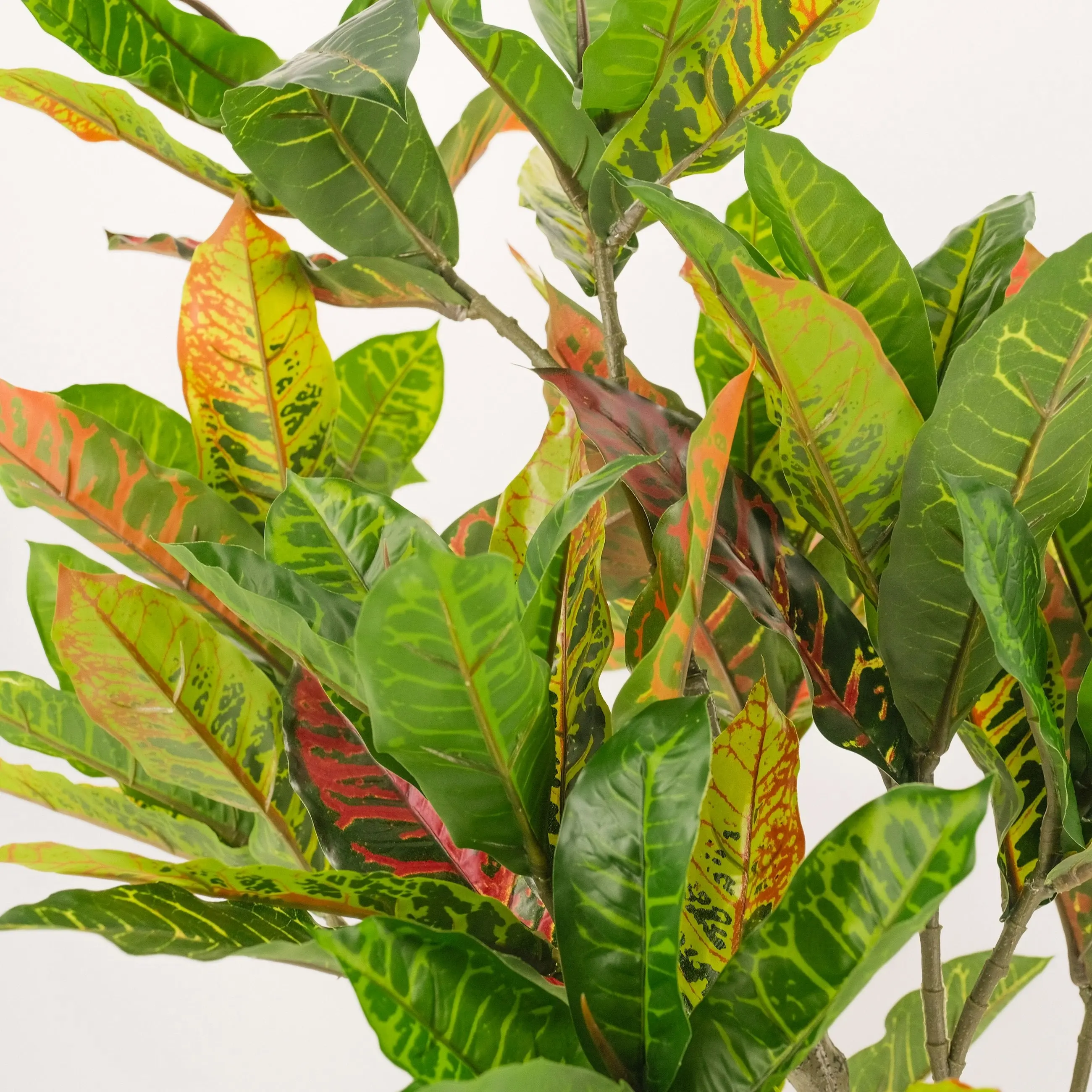 Large Artificial Plants - Petra Croton (Banyan) 125cm