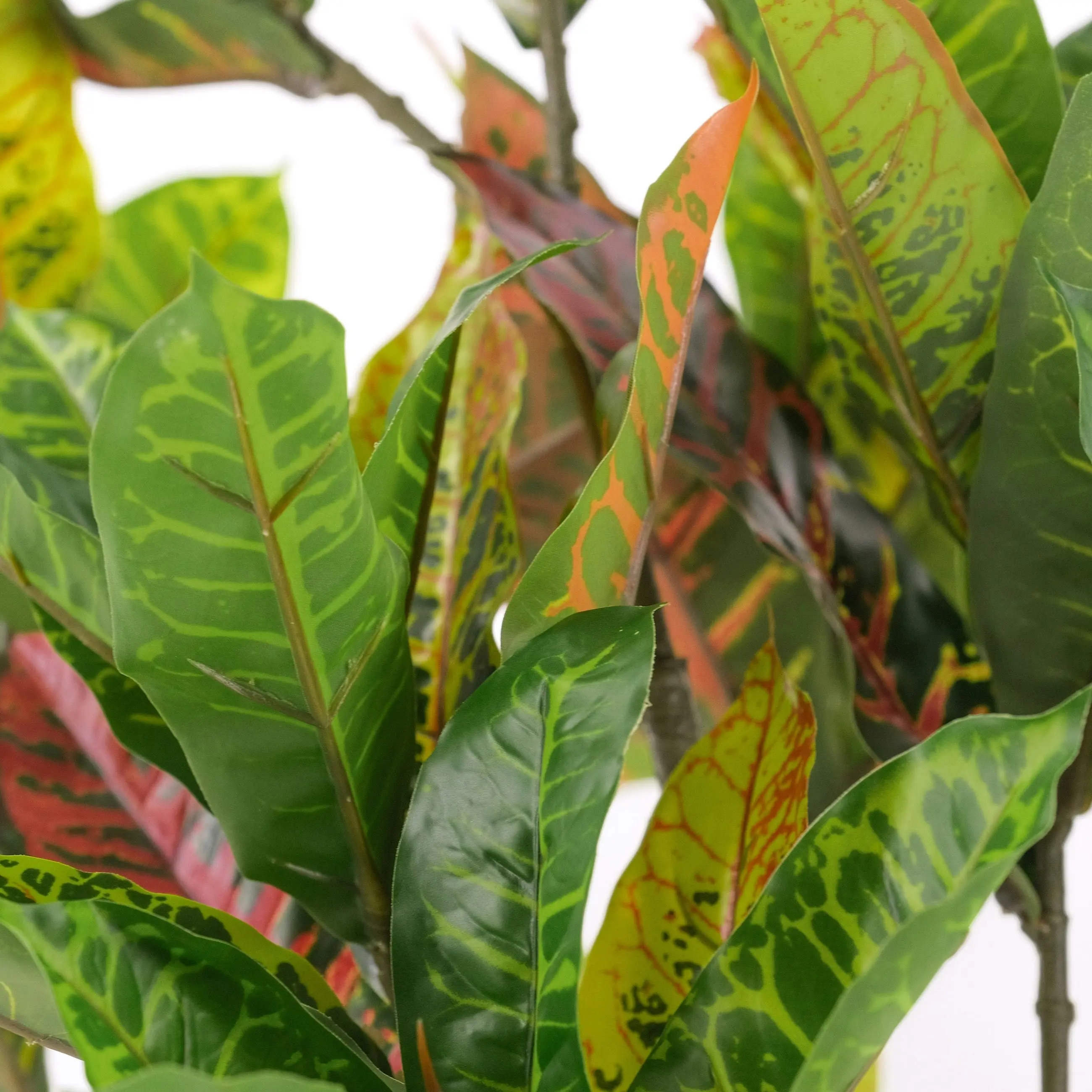 Large Artificial Plants - Petra Croton (Banyan) 125cm