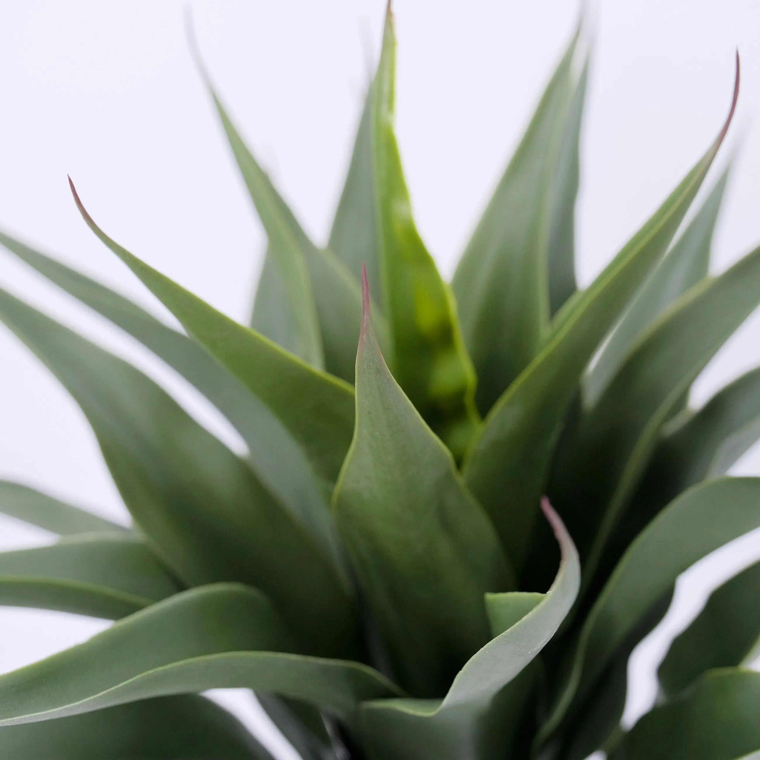 Artificial Agave Plant 54cm